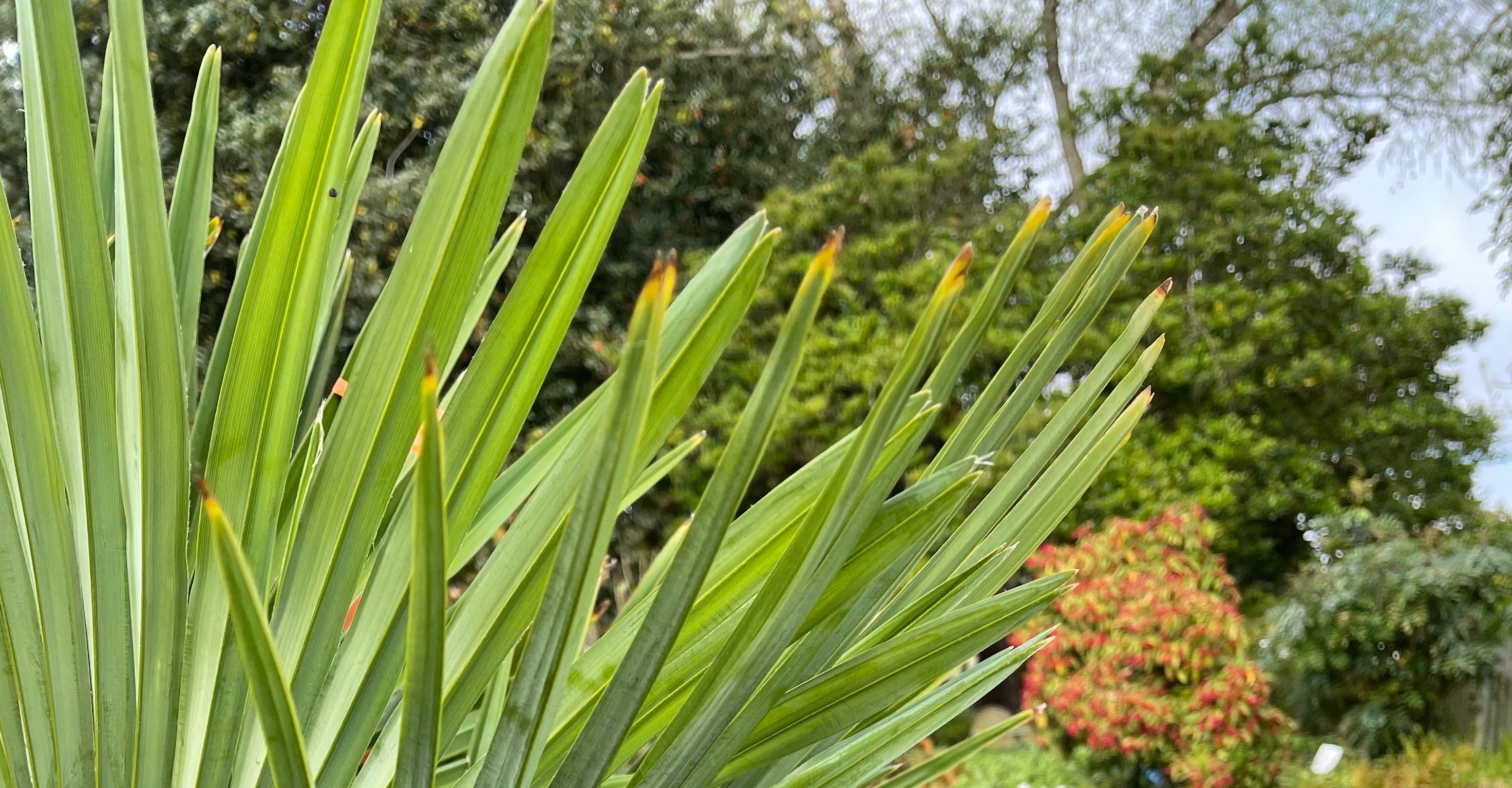Palms