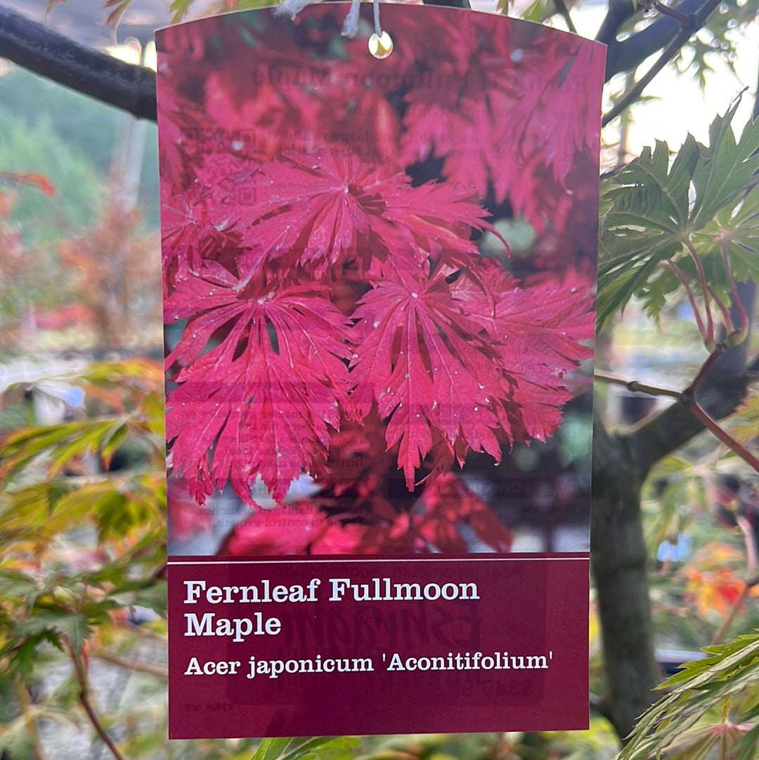 Fernleaf Japanese Maple