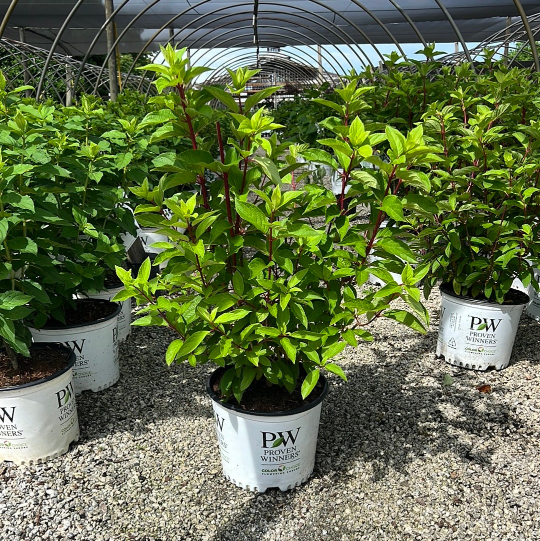 Pinky Winky Prime Hydrangea