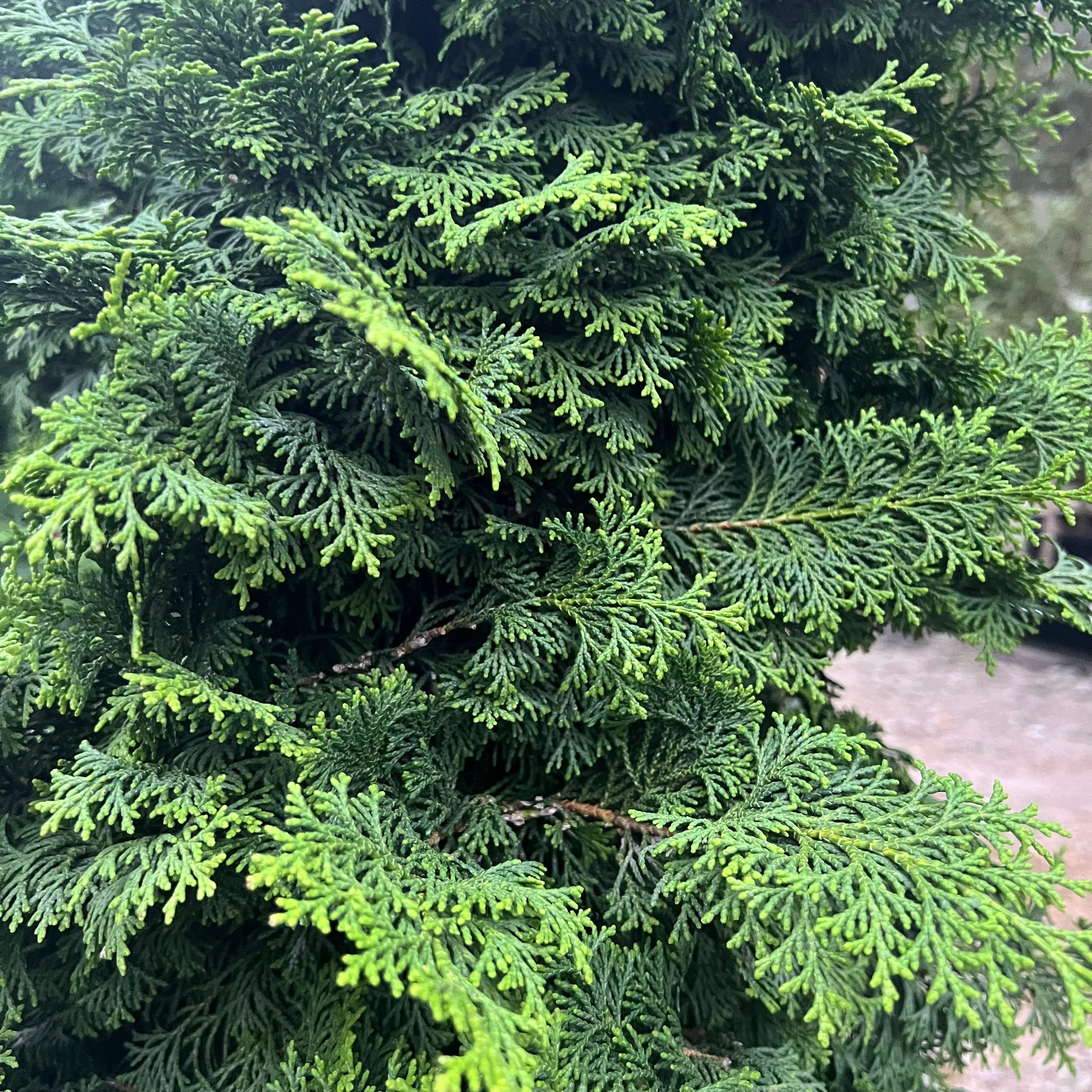 Kosteri Hinoki Cypress