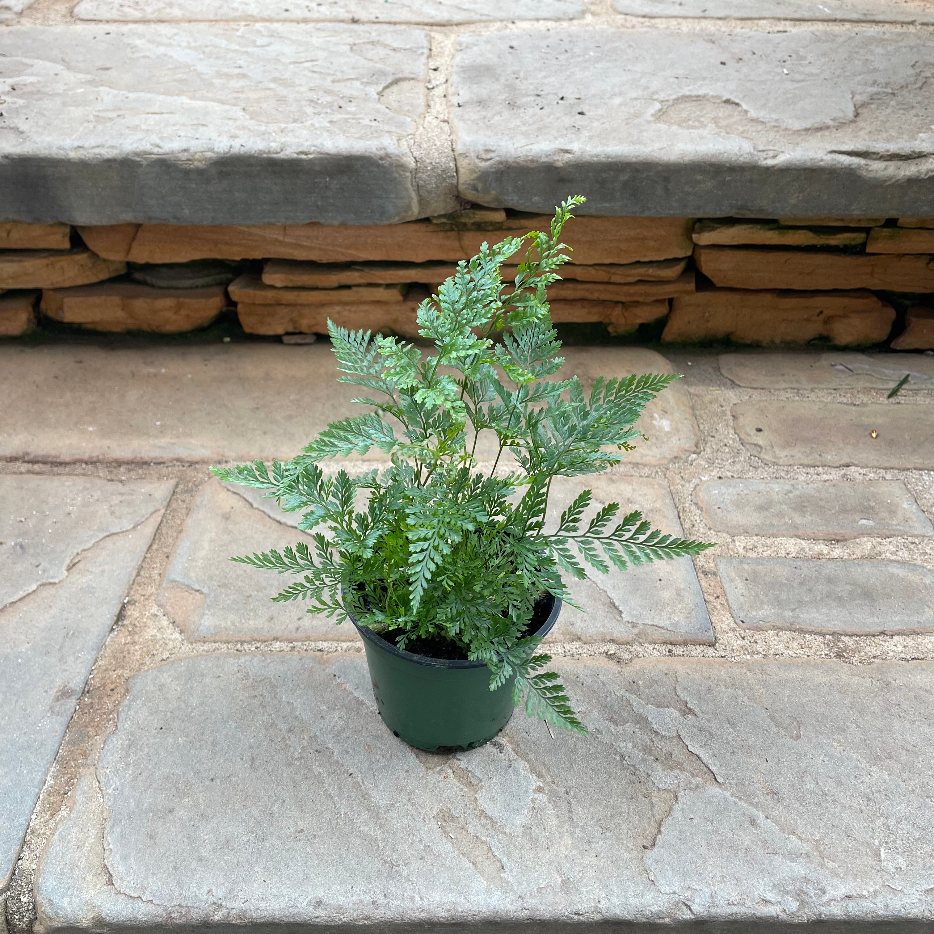 Deer Foot Fern
