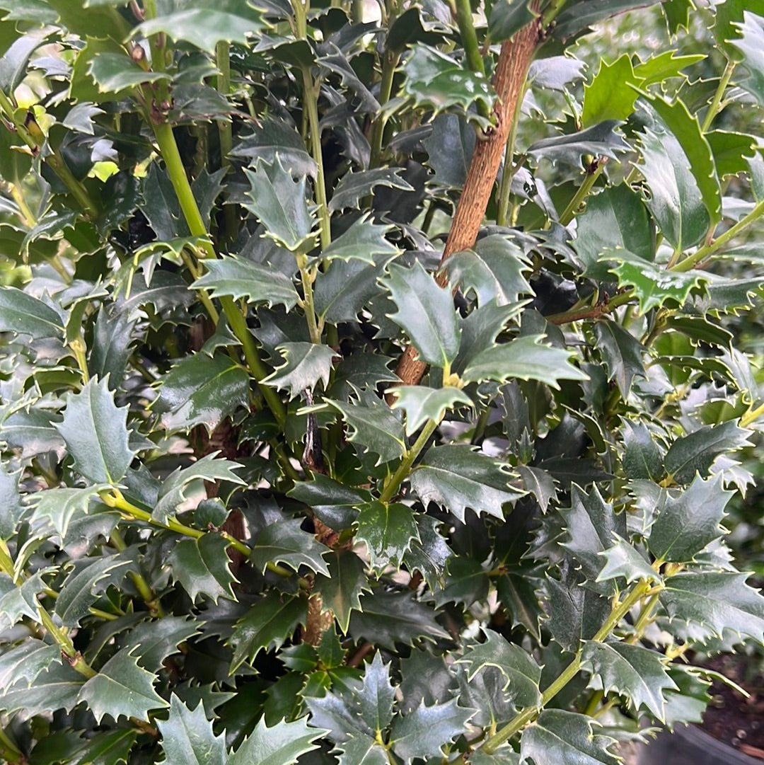 Acadiana Holly