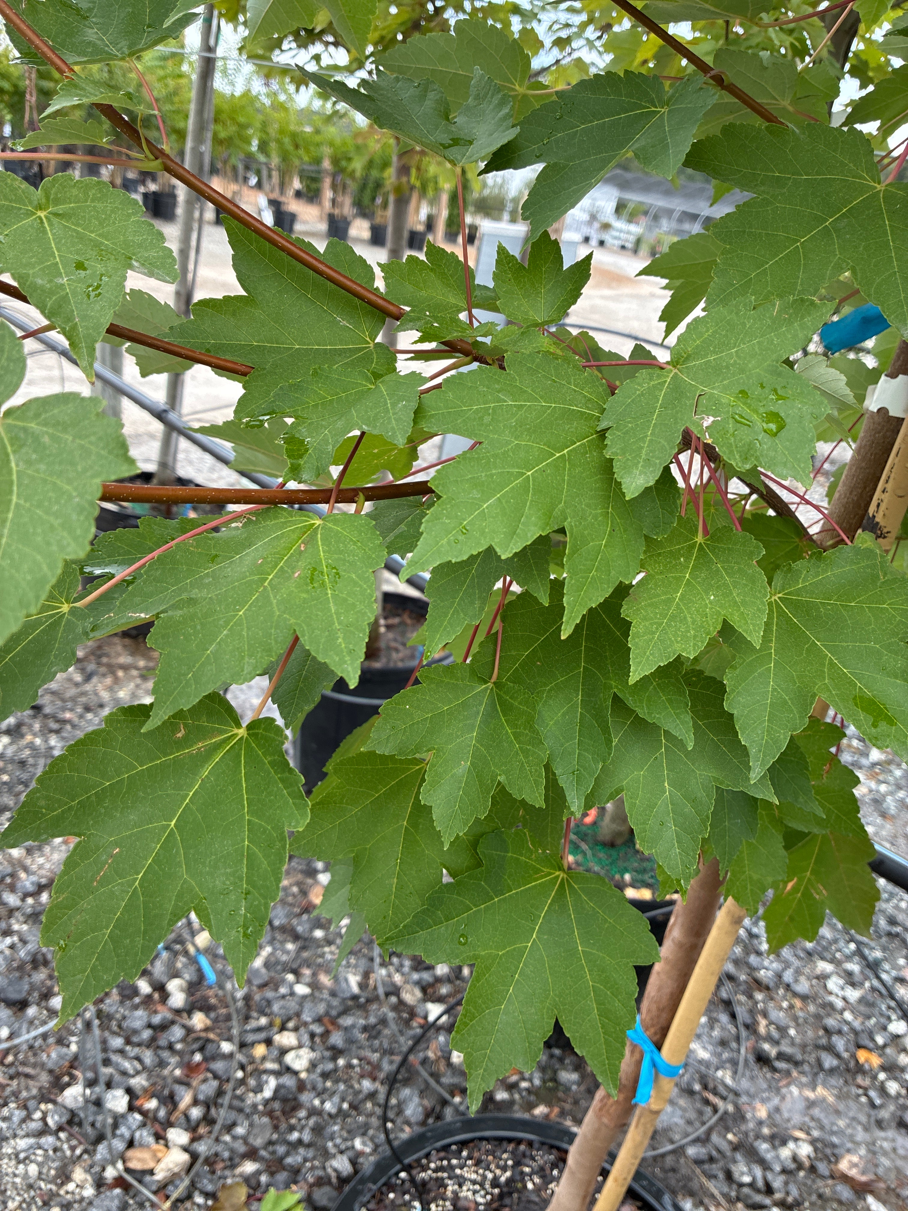 October Glory Maple