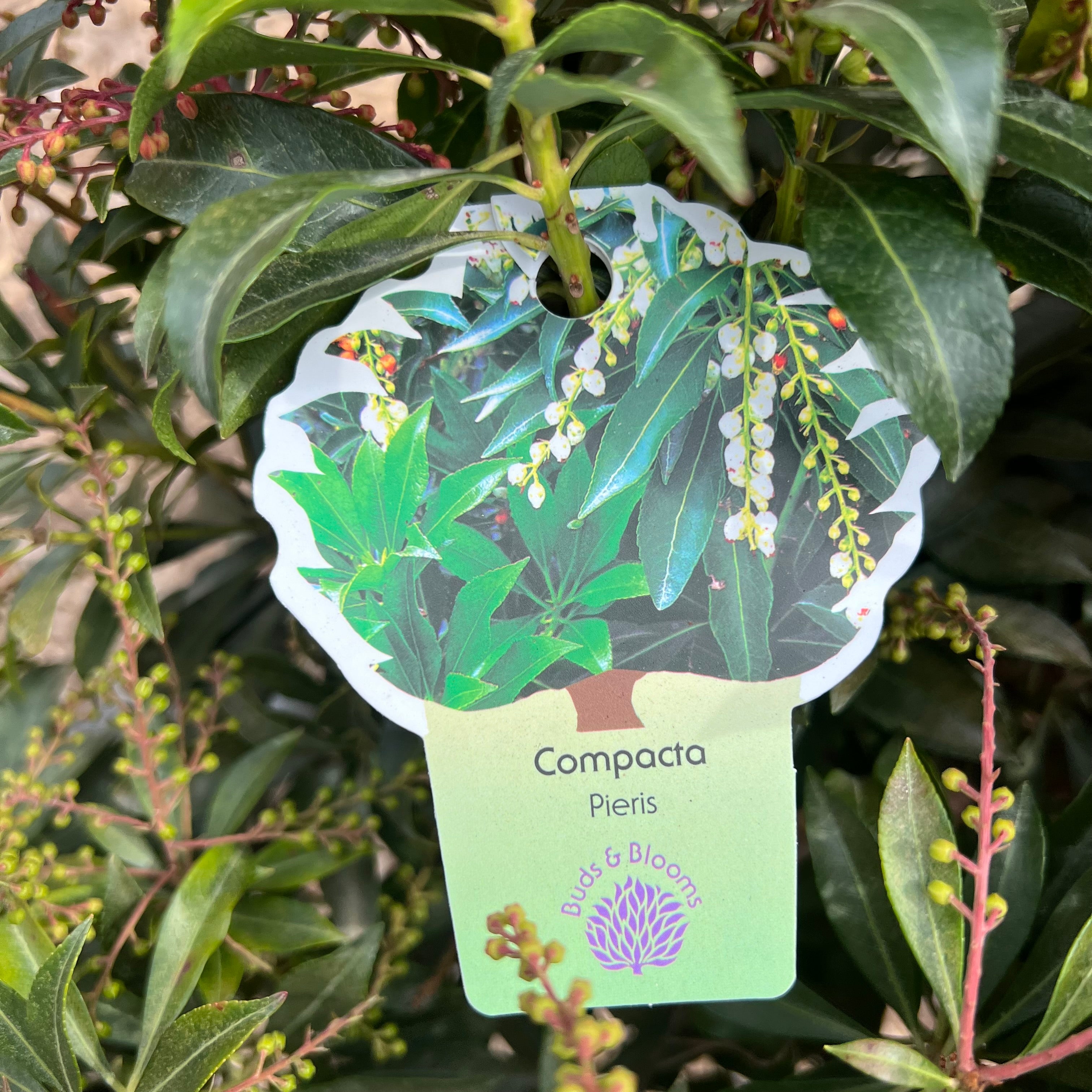 Compacta Pieris 3 Gal