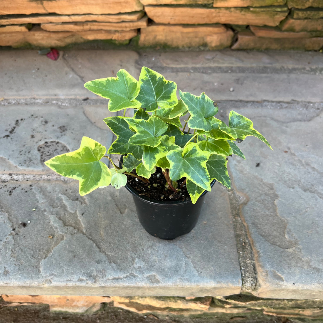Gold Child Ivy