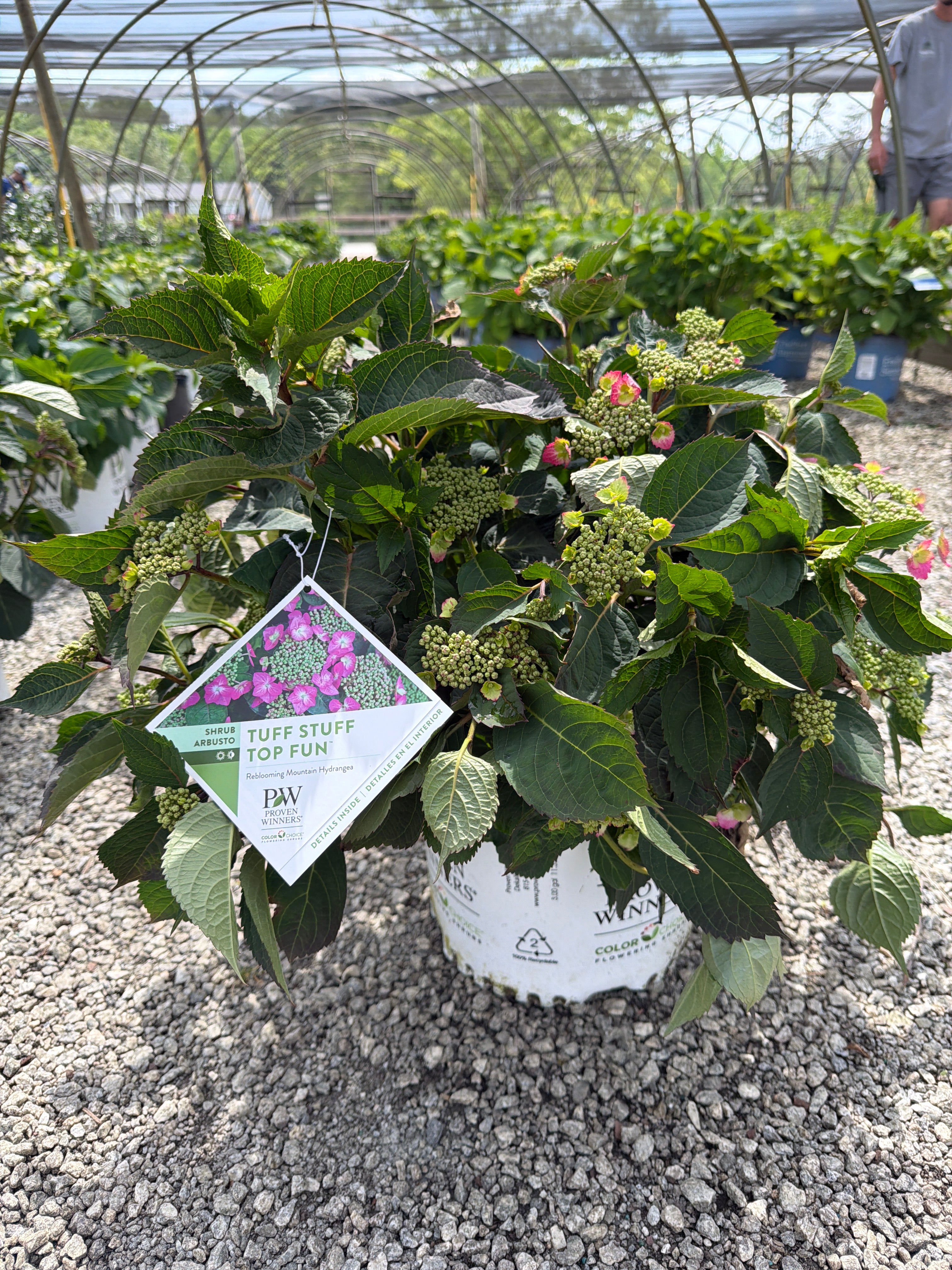 Tuff Stuff Top Fun Hydrangea