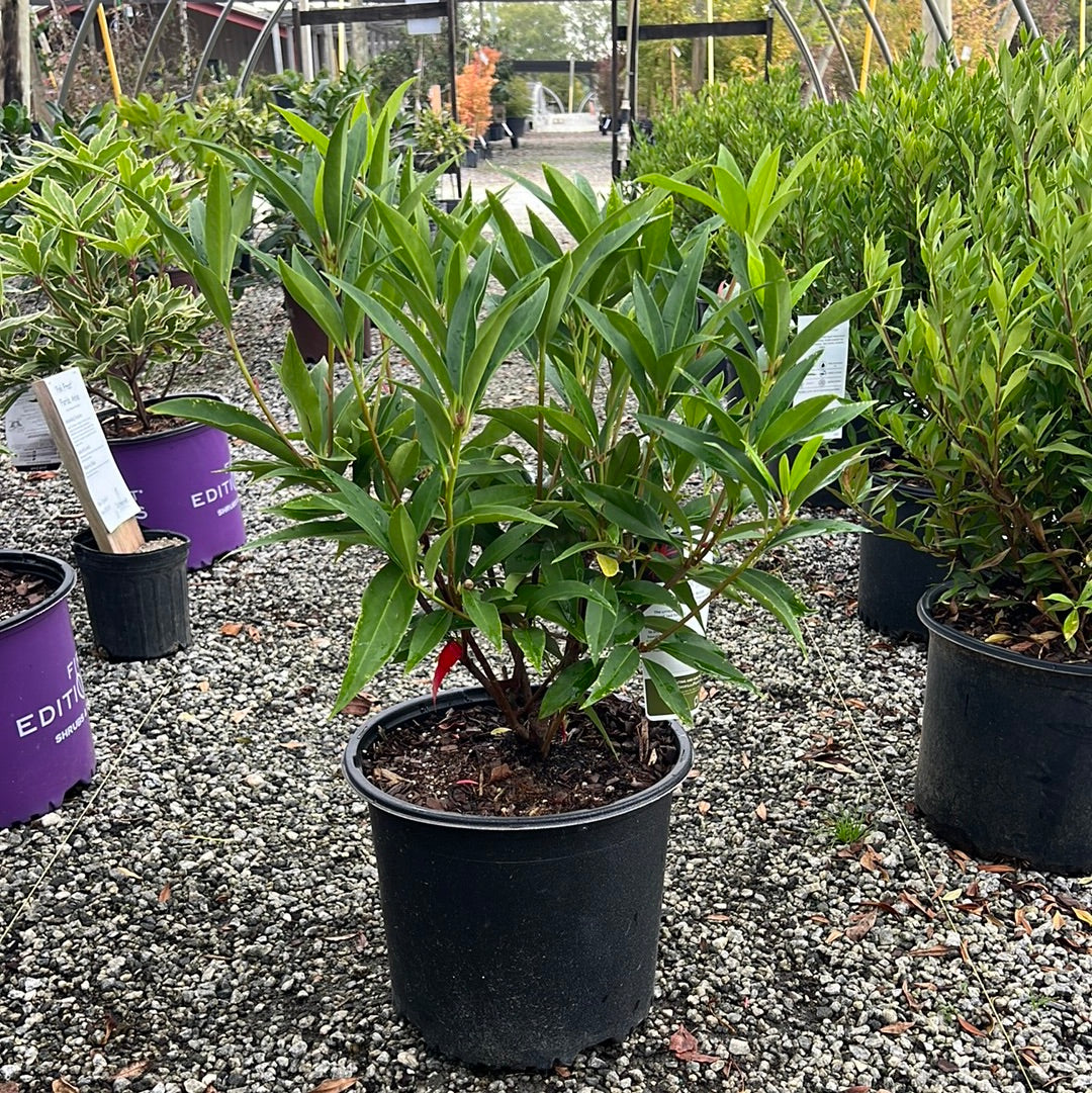 Scorpio Anise 3 Gal