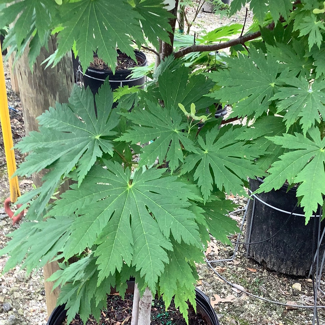 Rising Sun Japanese Maple