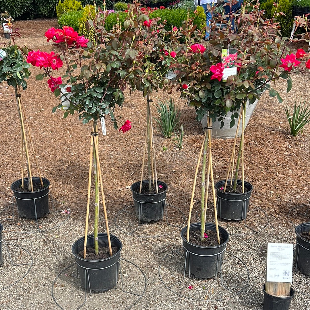 Double Red Knockout Rose Patio-Tree