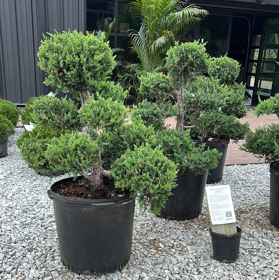 san jose juniper bonsai tree San Jose Juniper Topiary – Lichtenfelt's
