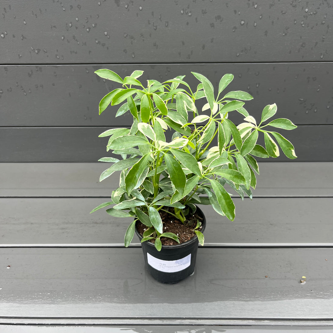 Mini Variegated Schefflera