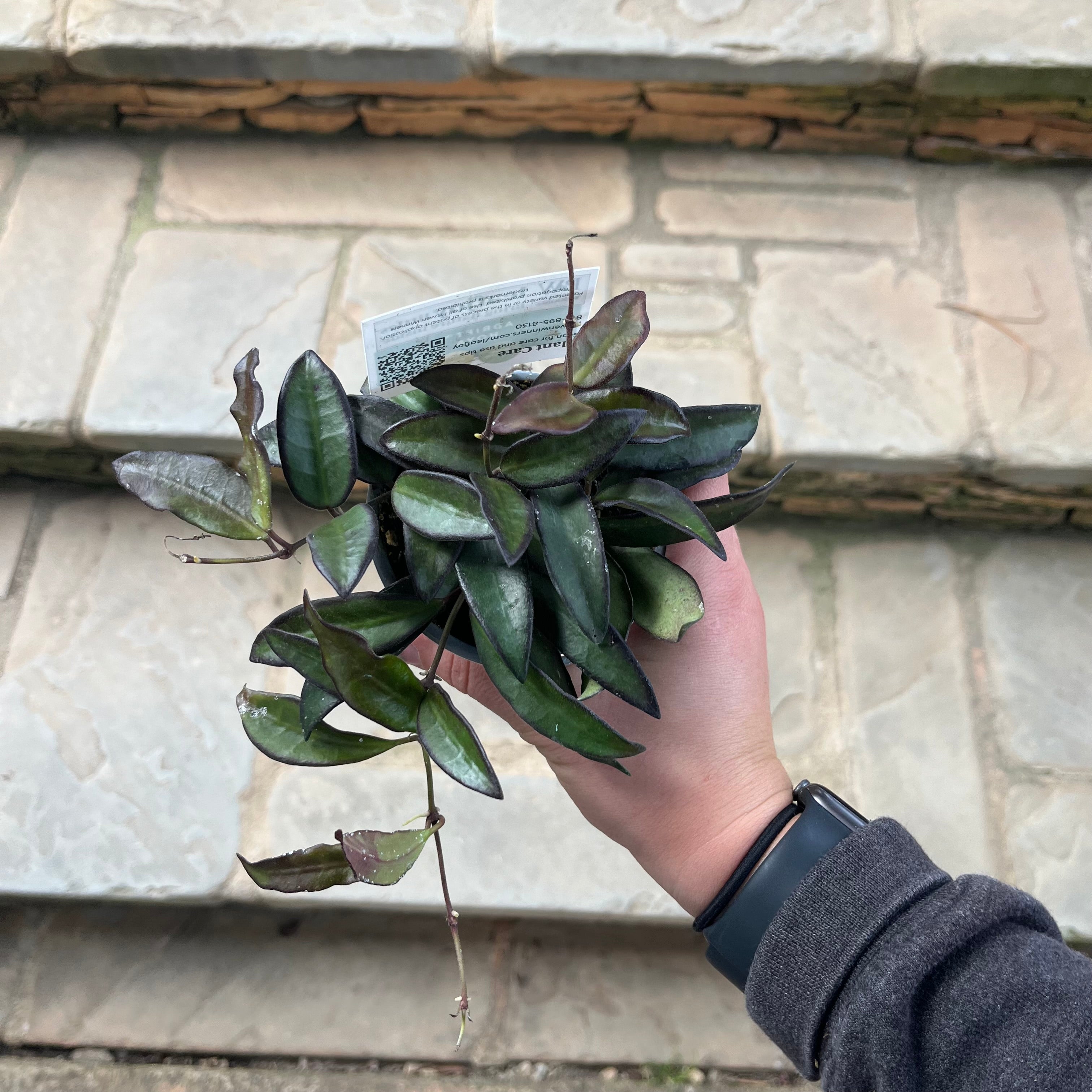 Hoya Rosita