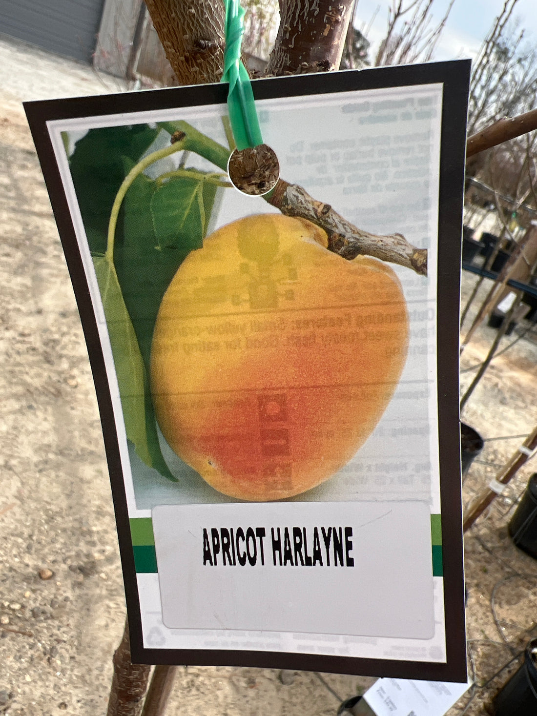 Harlayne Apricot