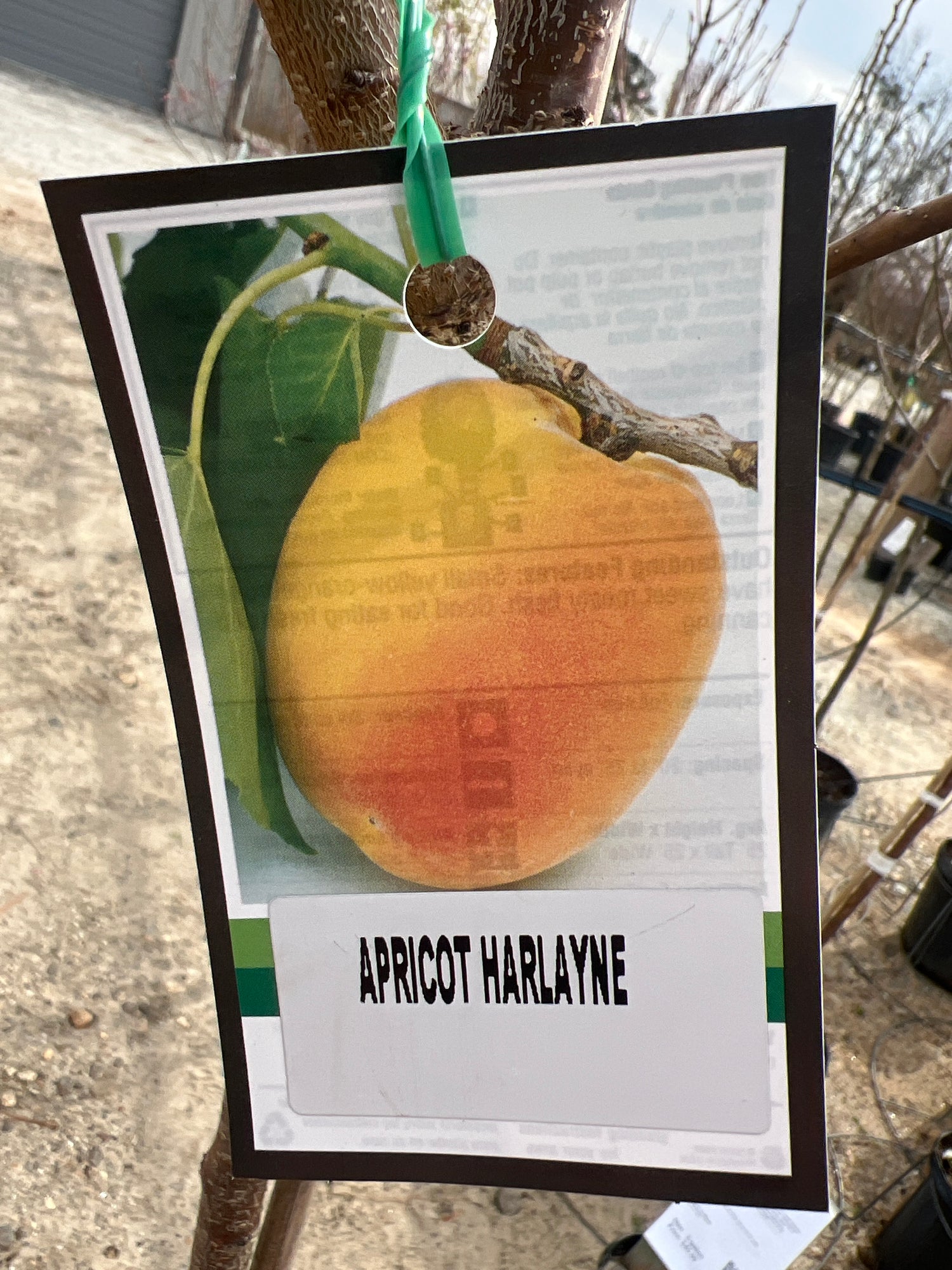 Harlayne Apricot