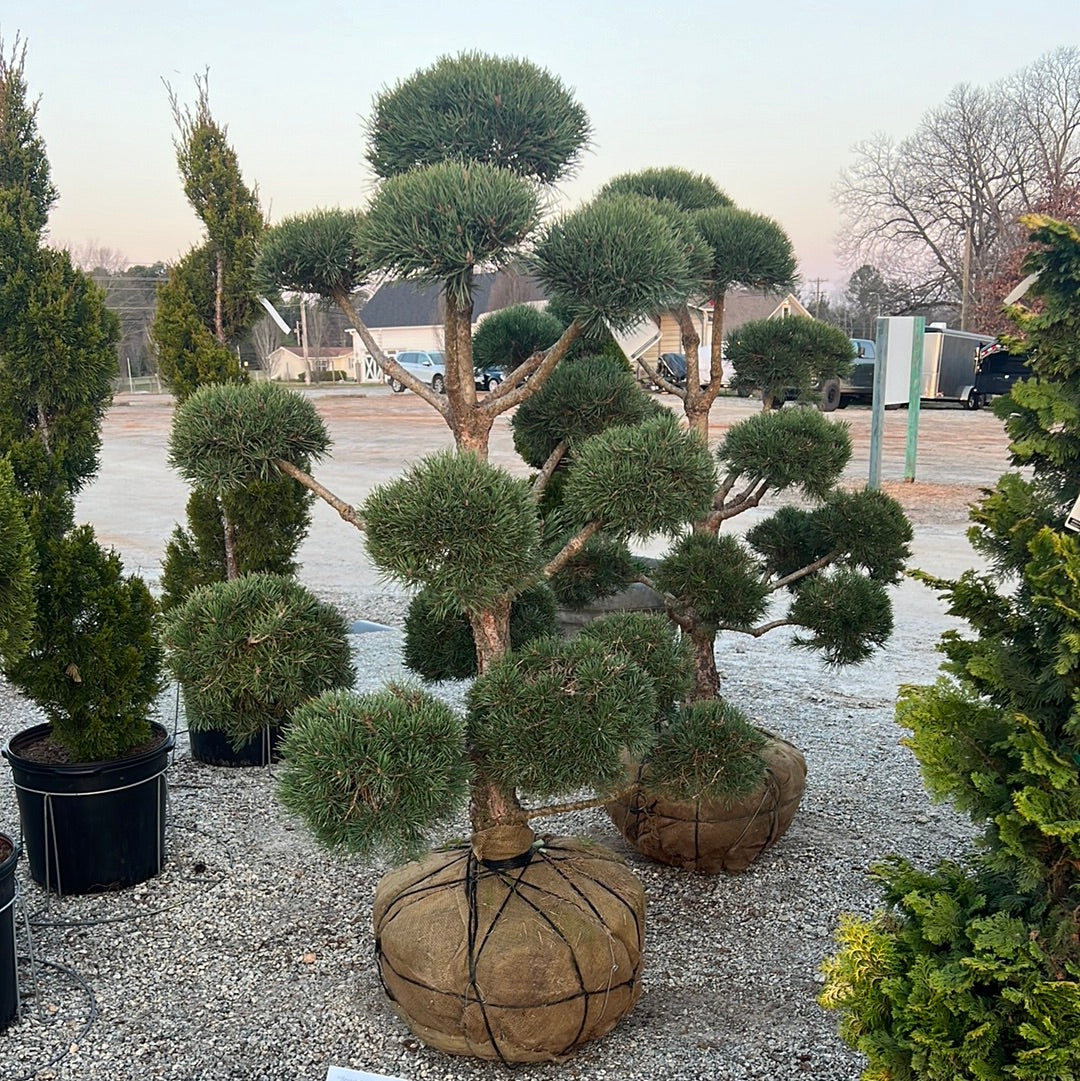 Scotch Pine Pom-Pom 4-5&