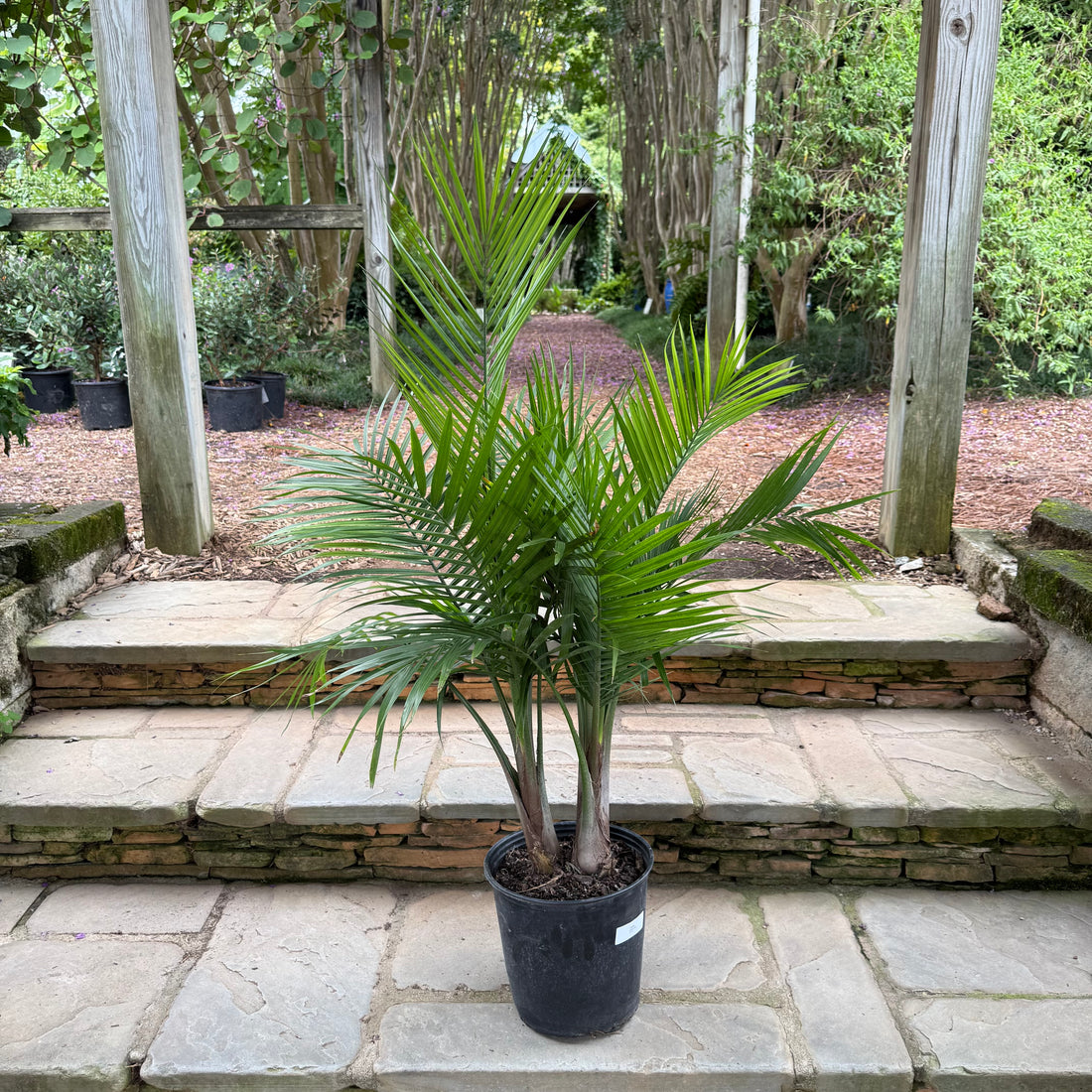 Chinese Fan Palm