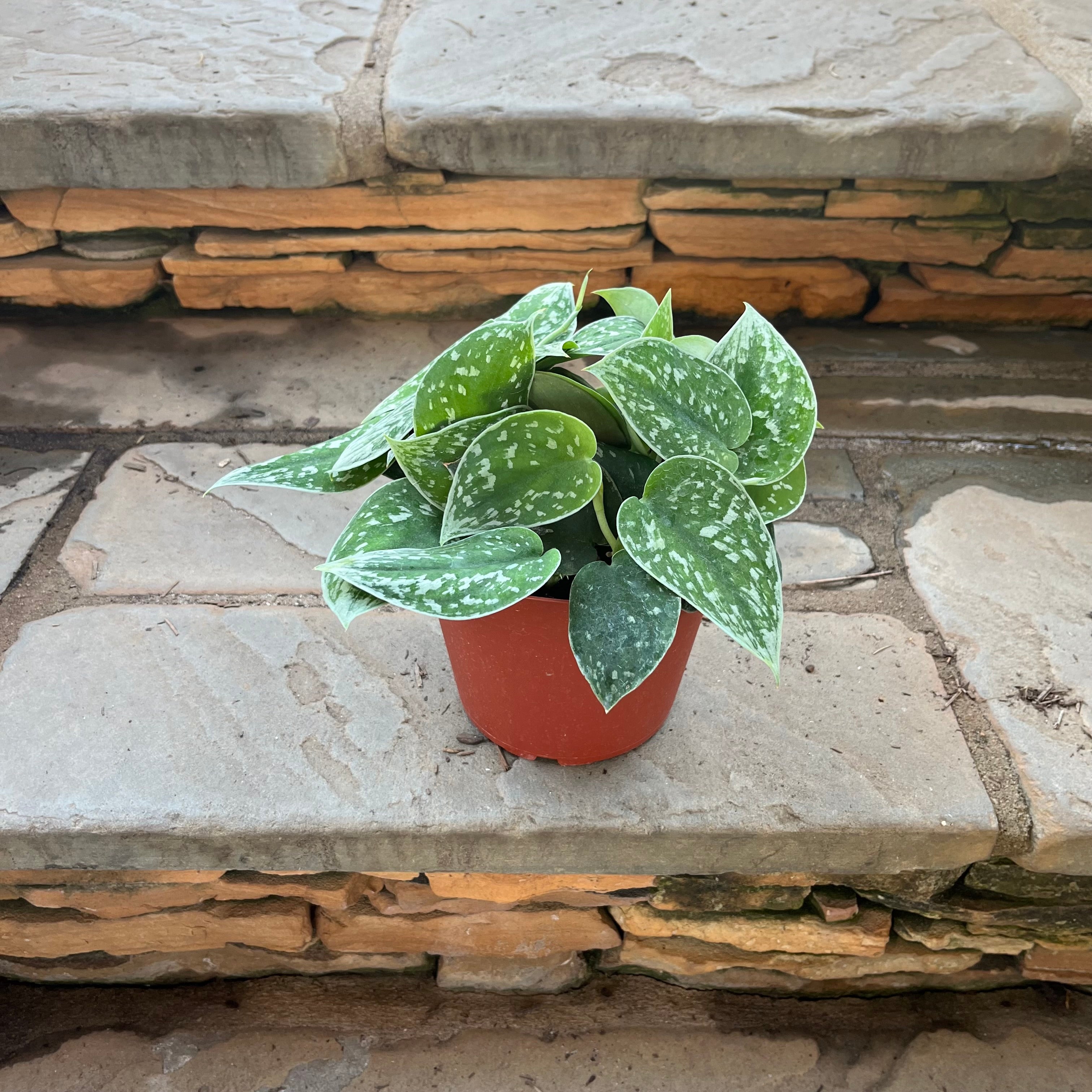 pothos silvery ann Silver Ann Scindapsus – Lichtenfelt's