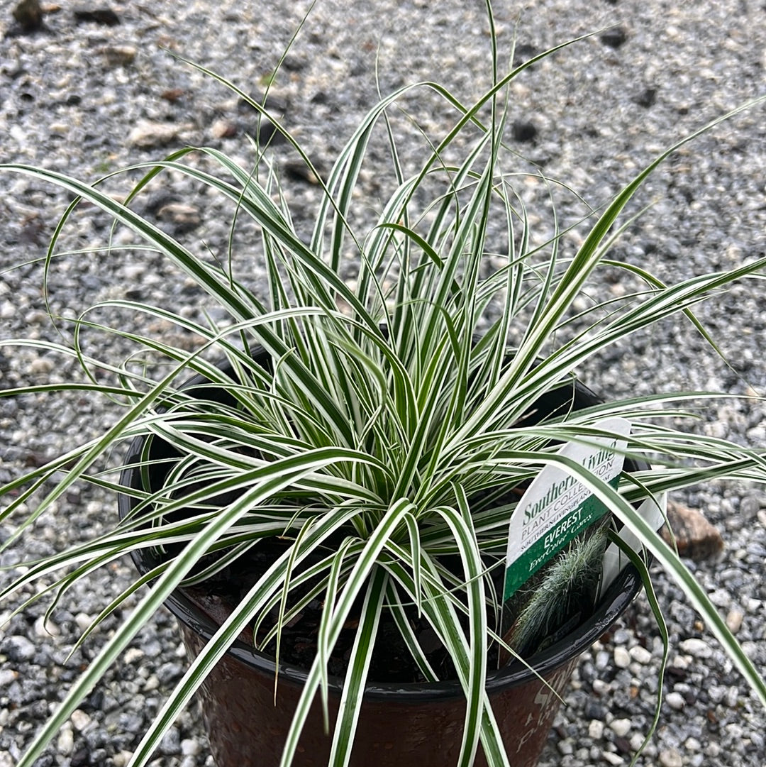 Everest Carex