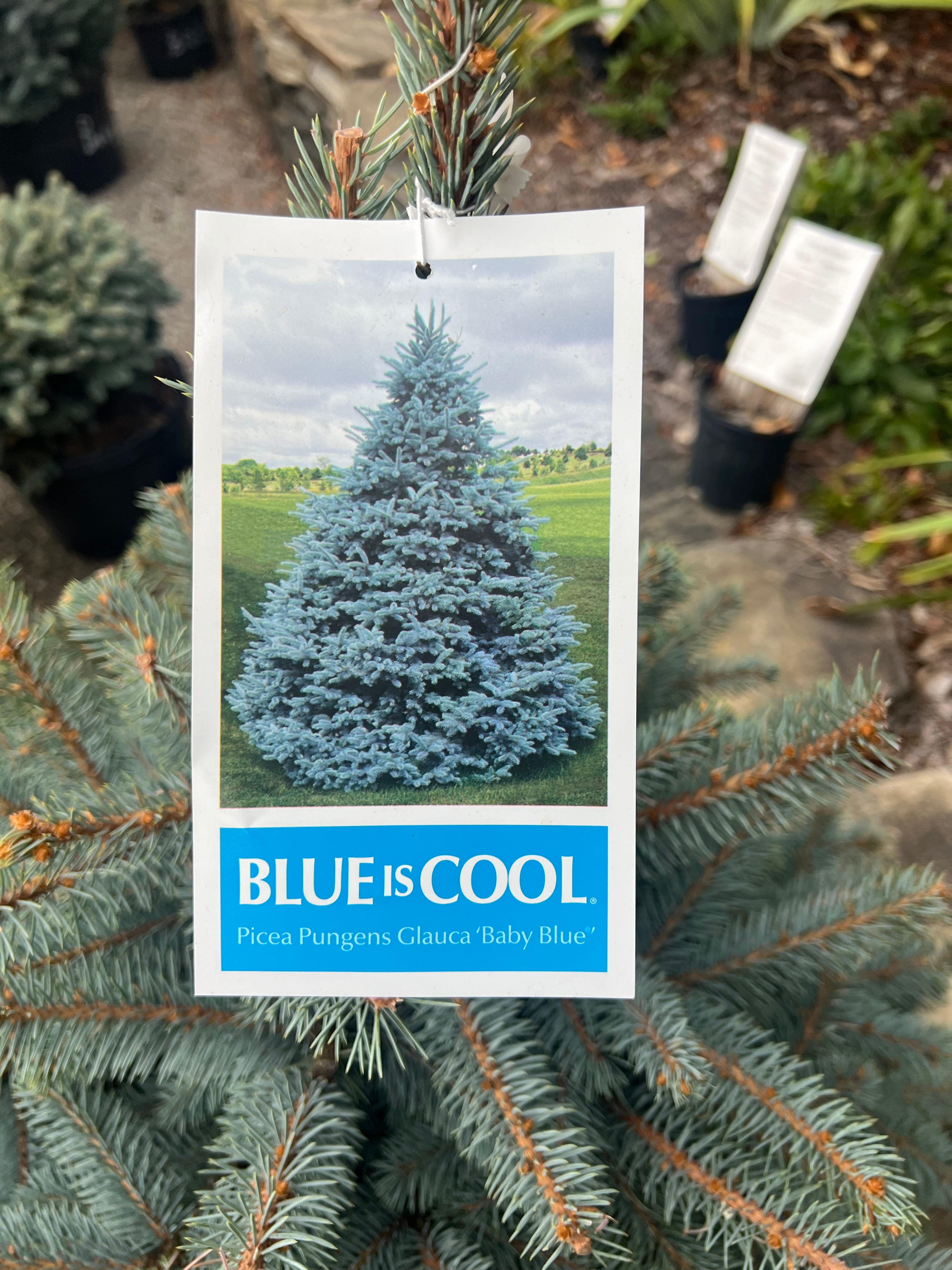 Baby Blue Spruce