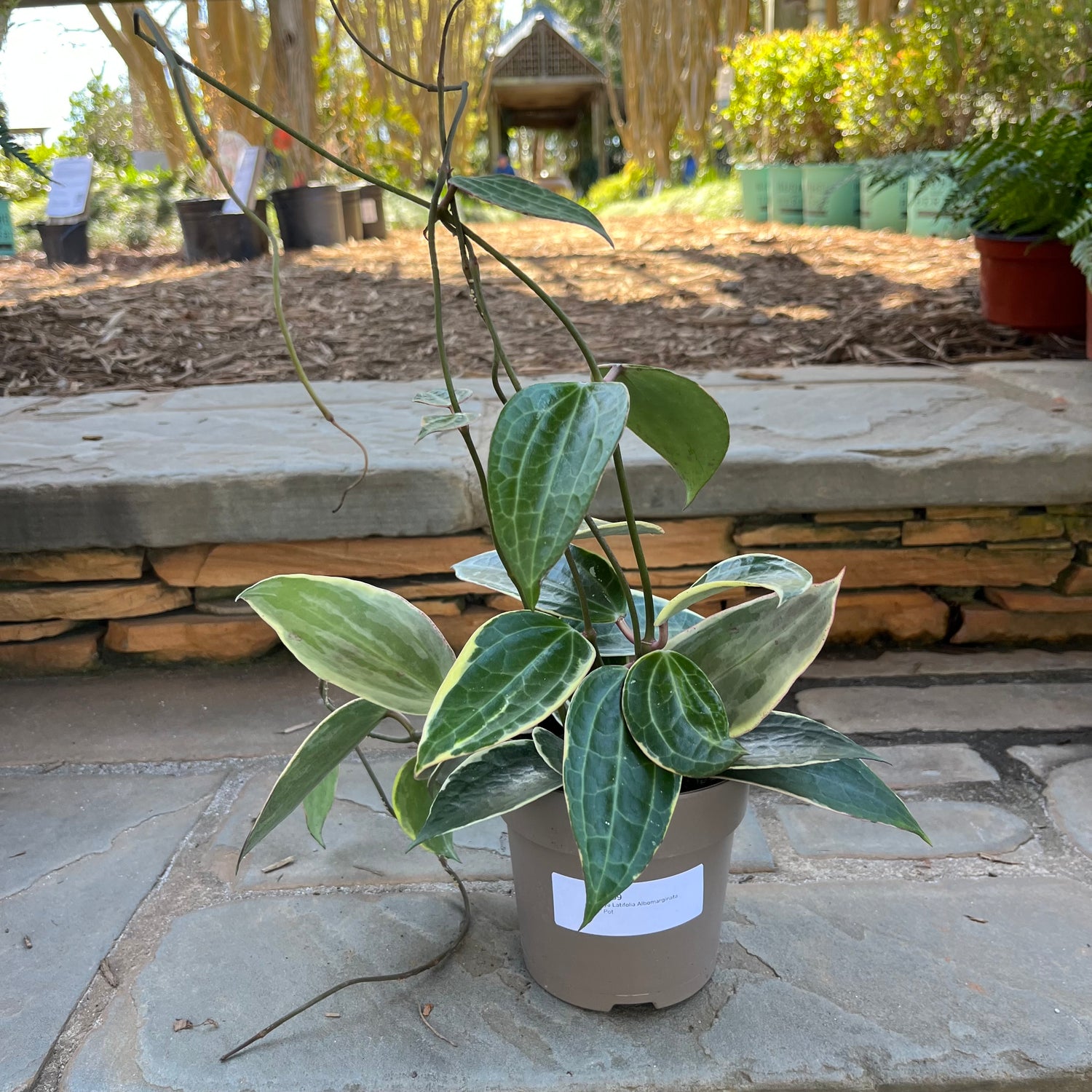 Hoya Latifolia Albomarginata
