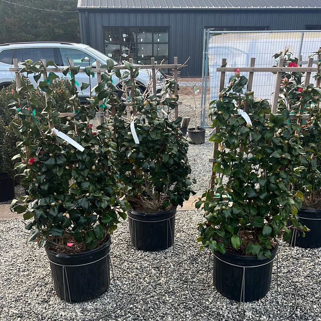 Greensboro Red Camellia