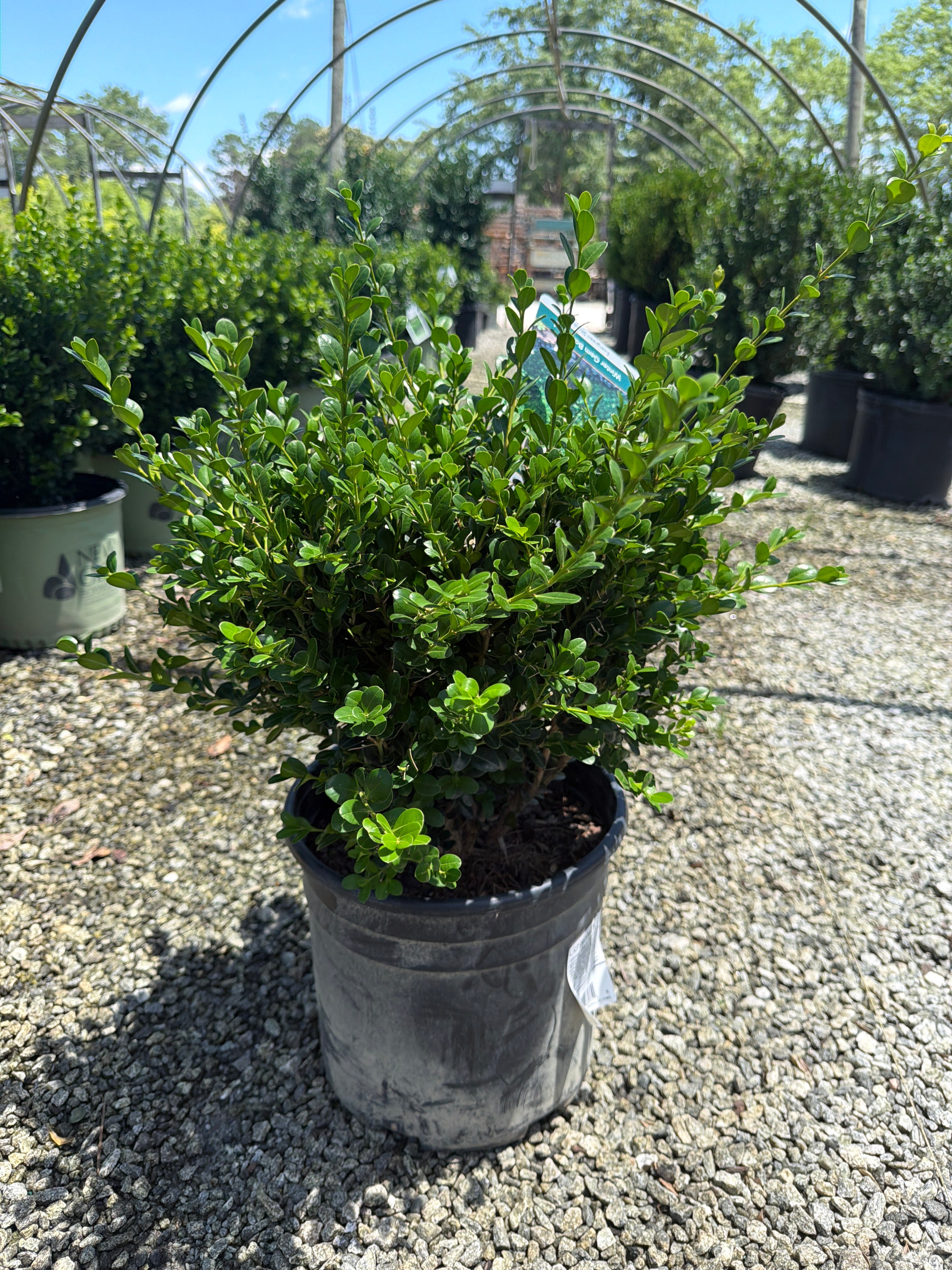 Winter Gem Boxwood