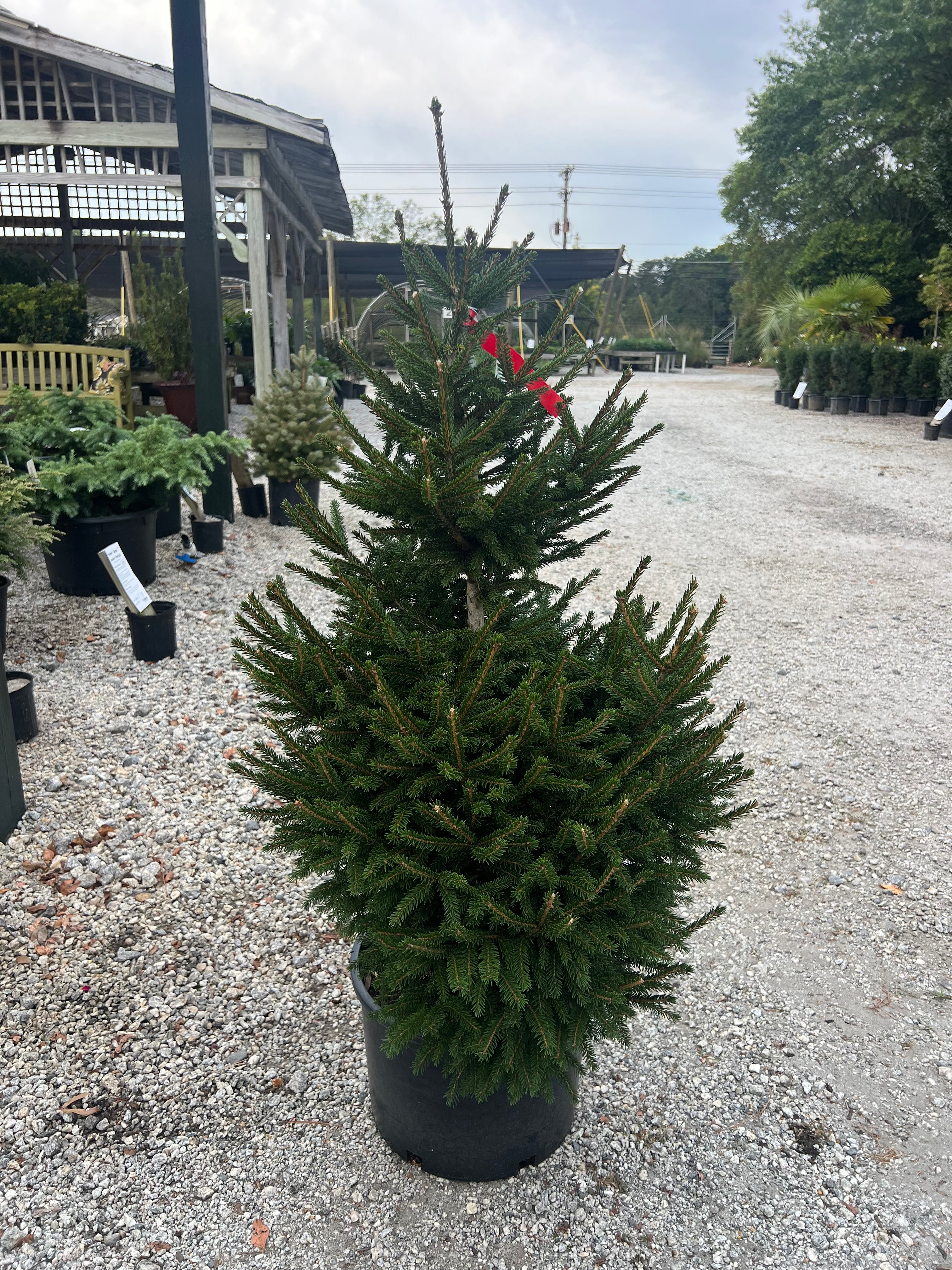 Compact Oriental Spruce