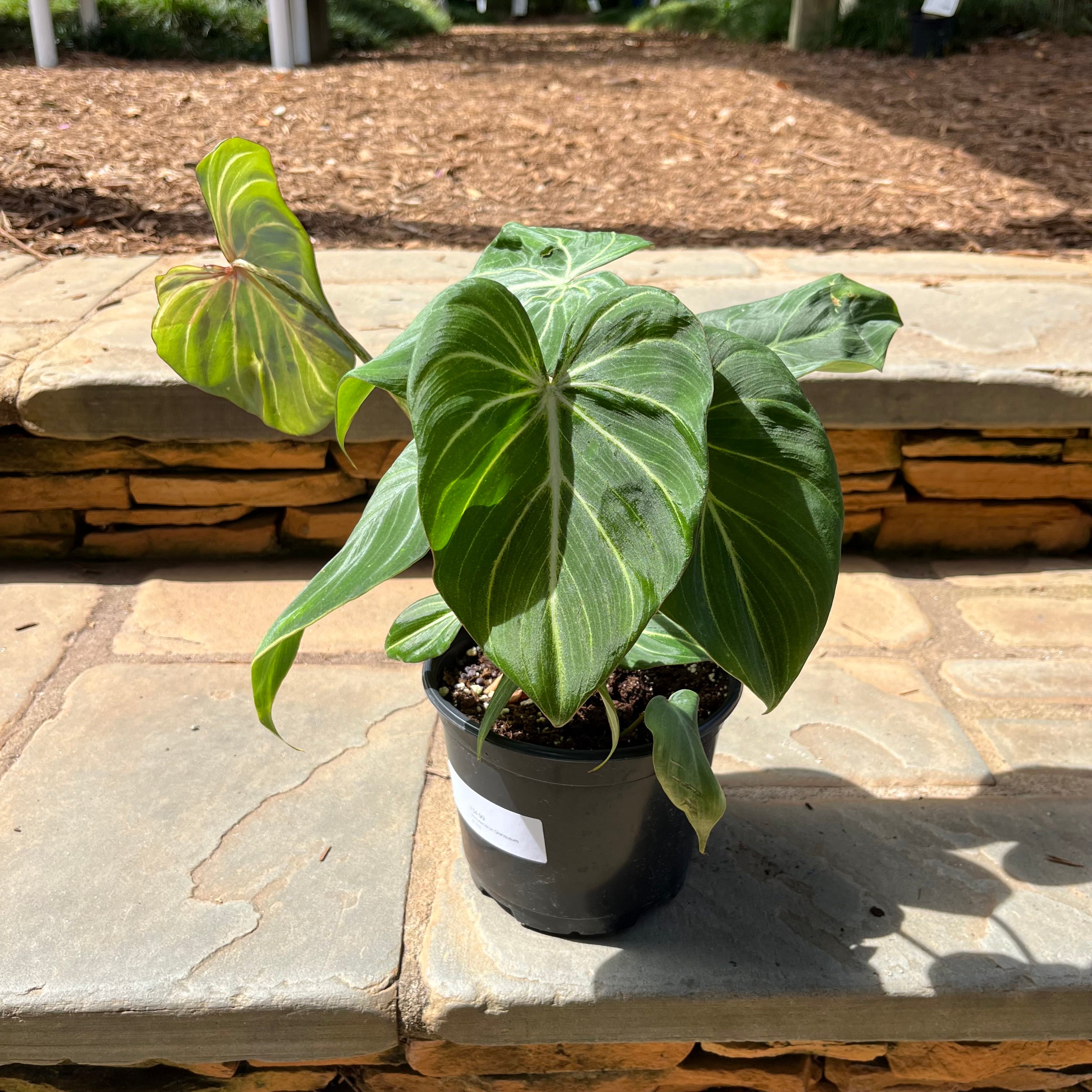 philodendron gloriosum on moss pole Philodendron Gloriousum – Lichtenfelt's