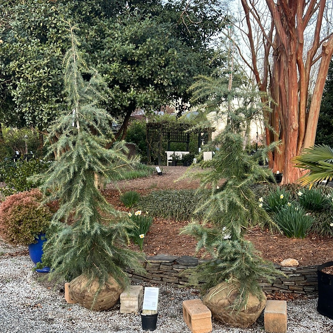 Lebanese Cedar 6-7&