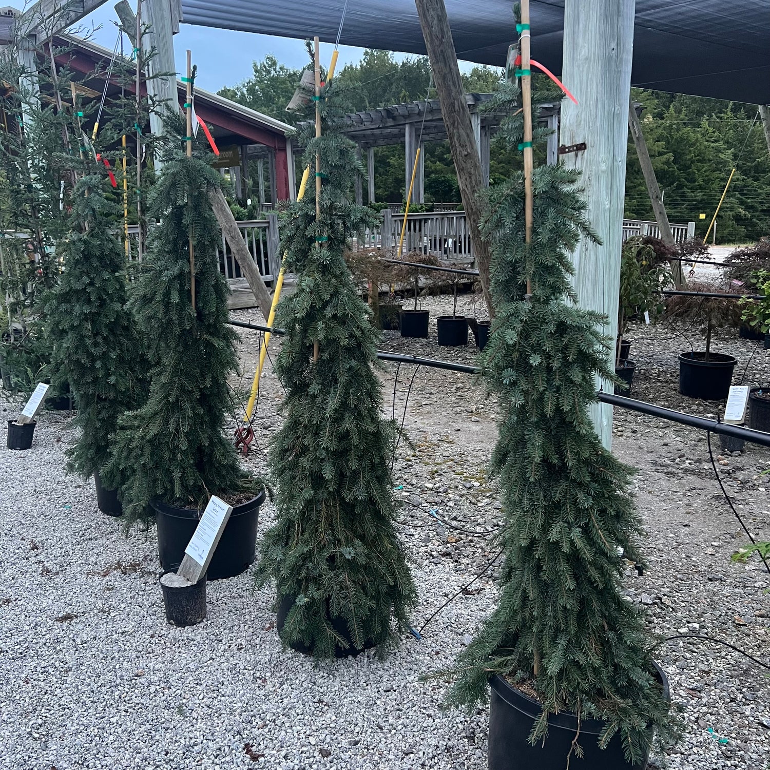 Weeping Serbian Spruce
