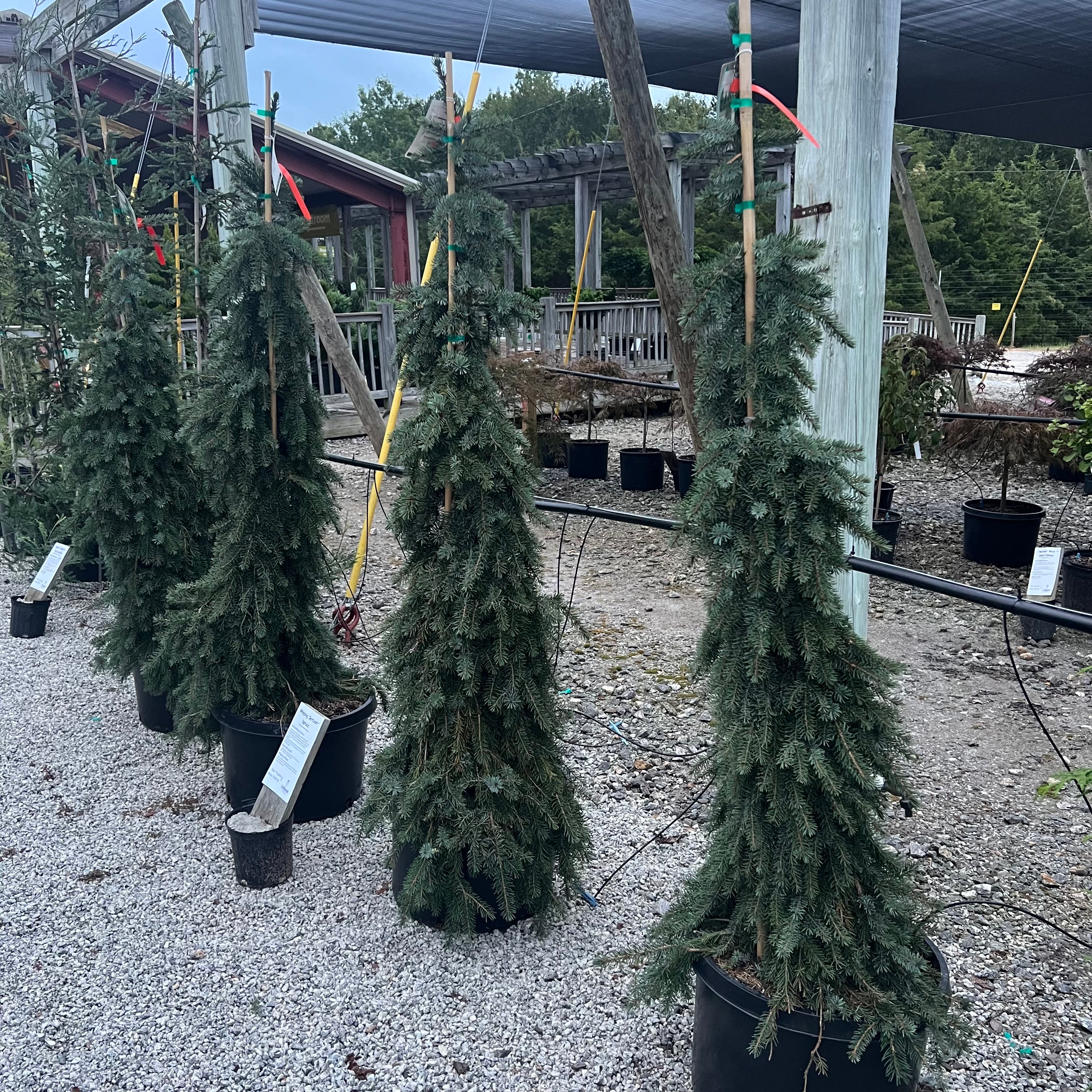 Weeping Serbian Spruce
