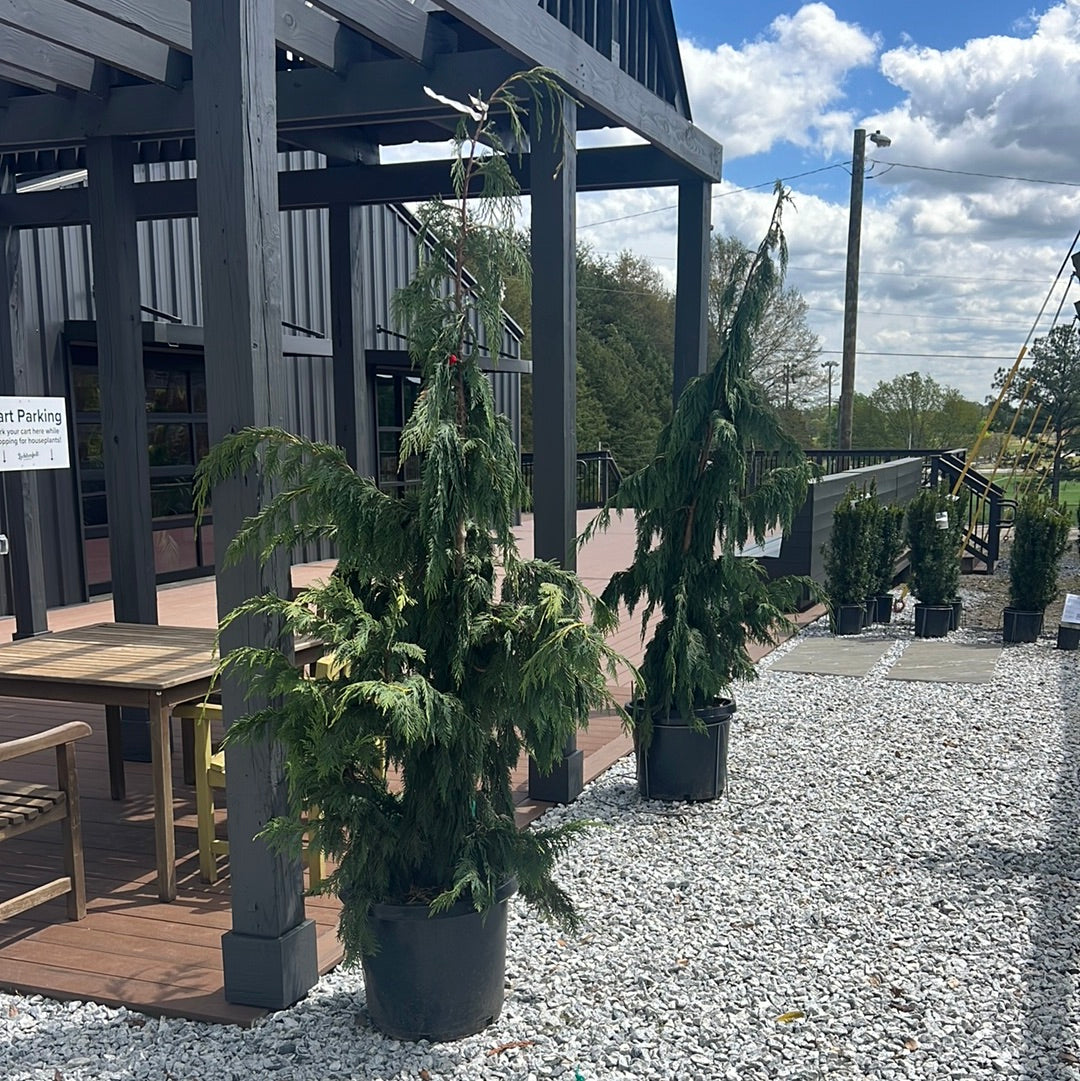Weeping Alaskan Cedar