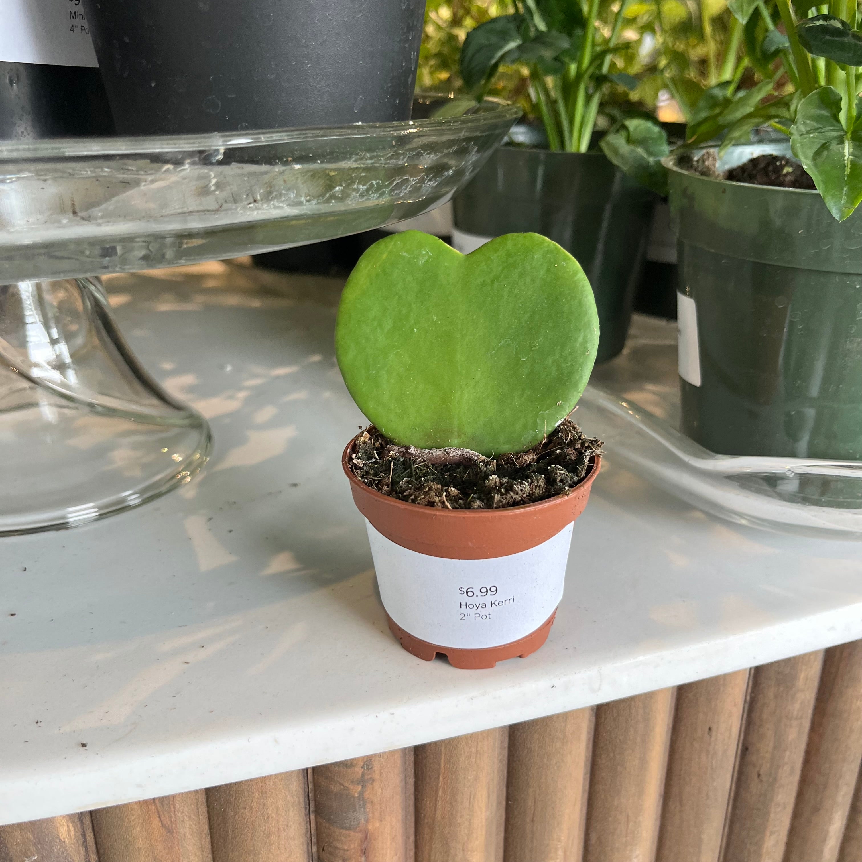 succulent hoya Hoya Kerri – Lichtenfelt's