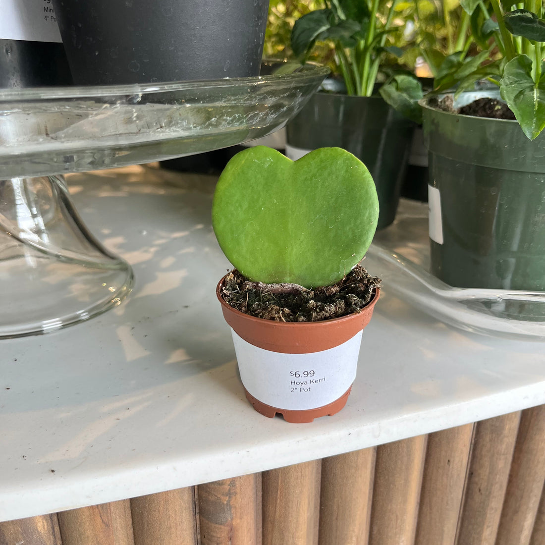 Hoya Kerri