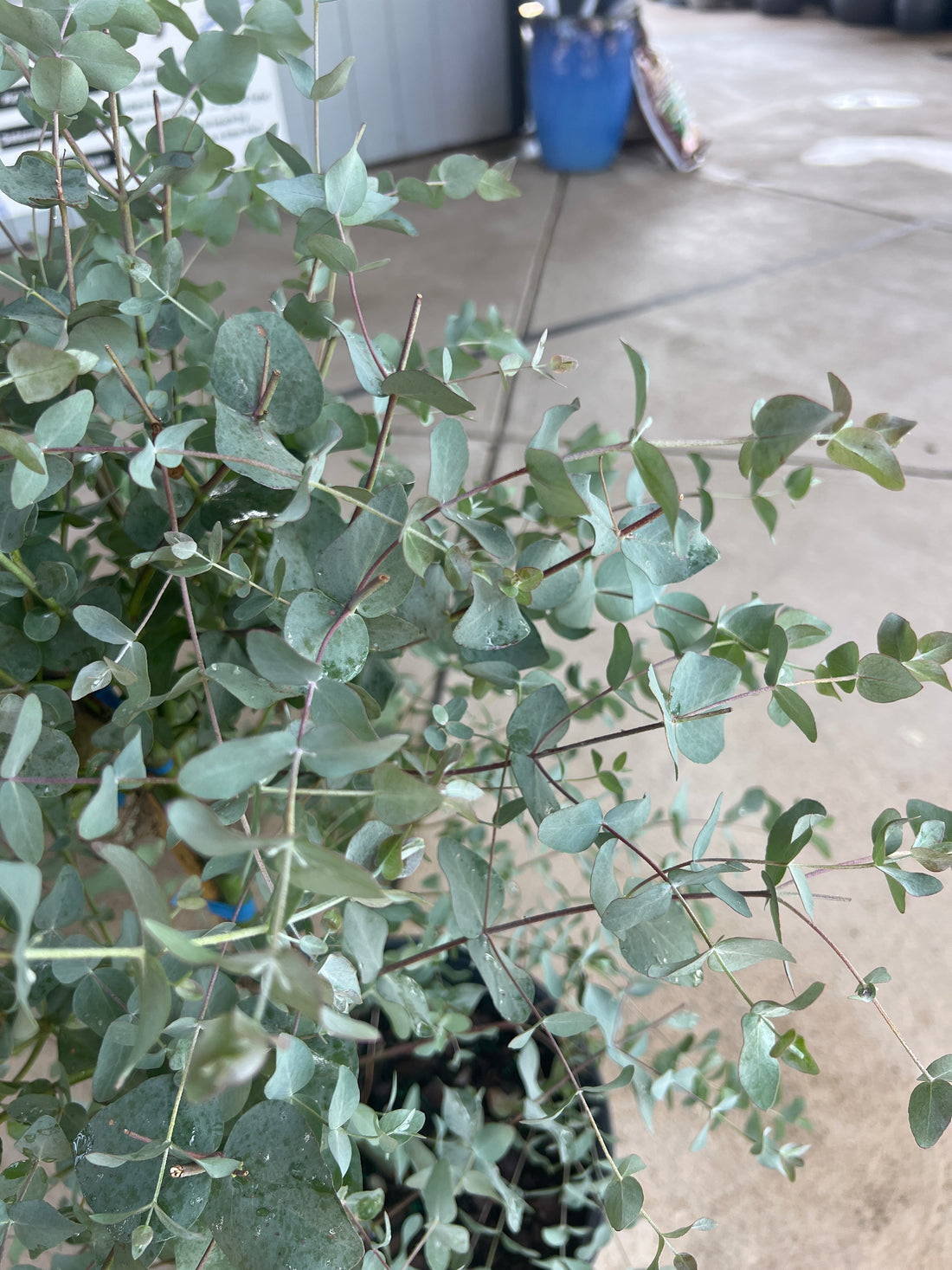 Maggie Eucalyptus 5 Gal