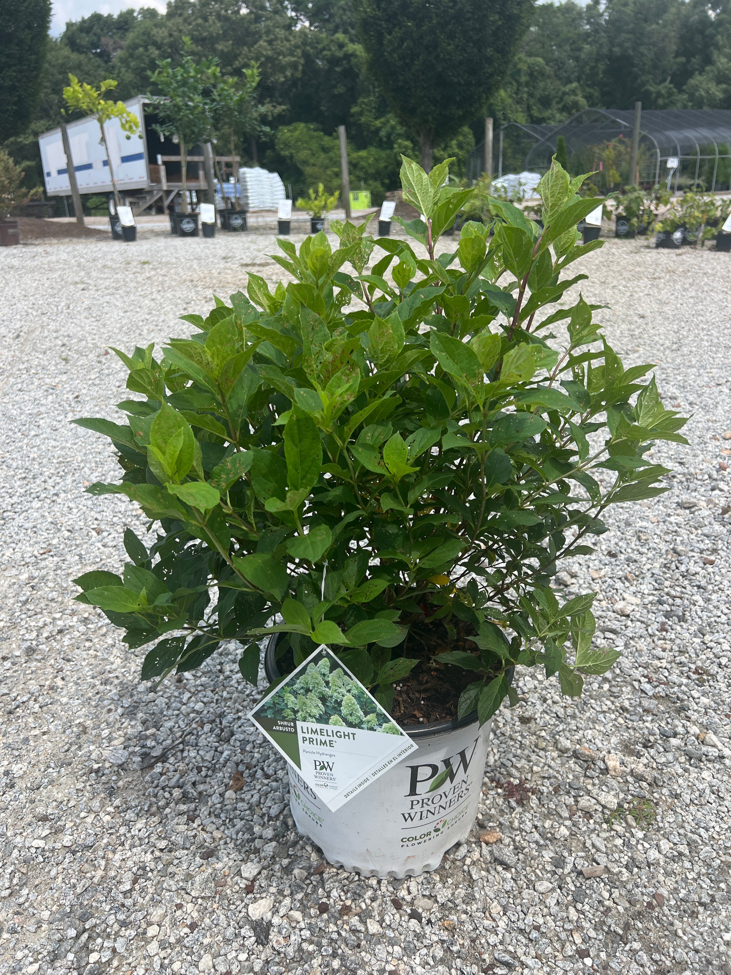 limelight philodendron Limelight Prime Hydrangea – Lichtenfelt's