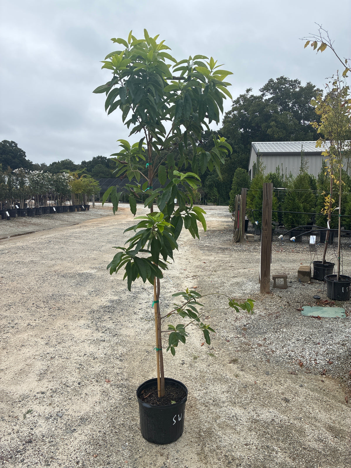 Sourwood