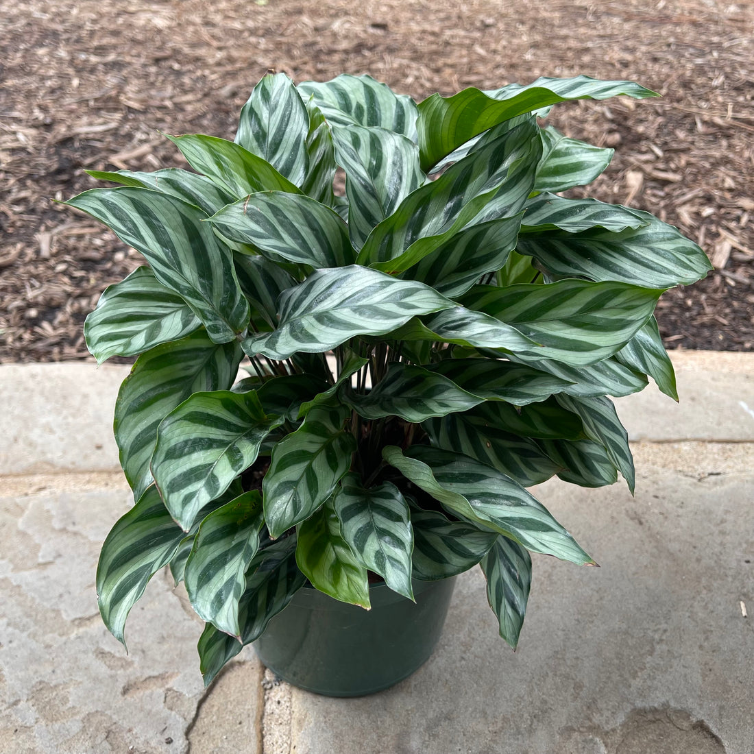 Freddie Calathea