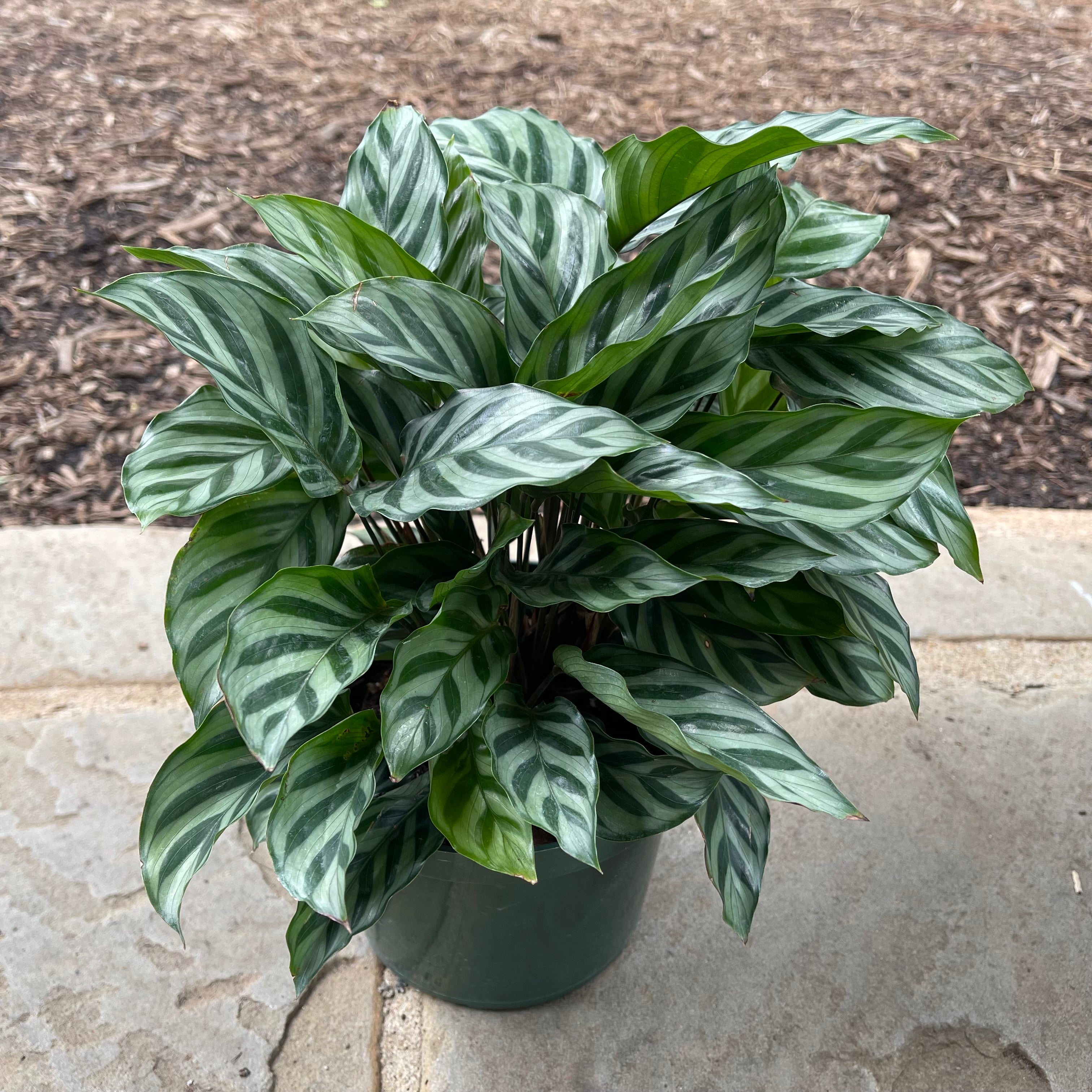 Freddie Calathea