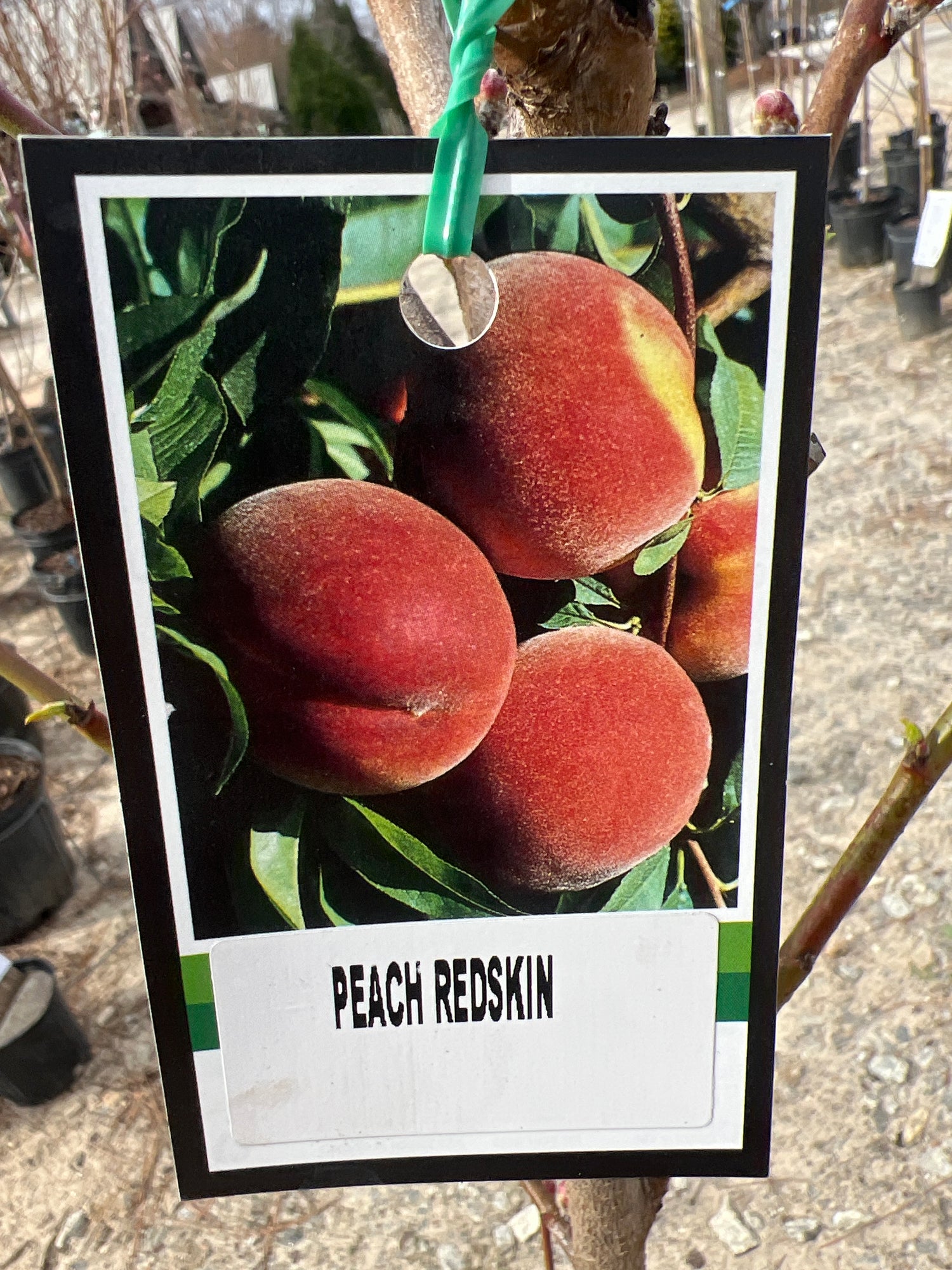 Redskin Peach