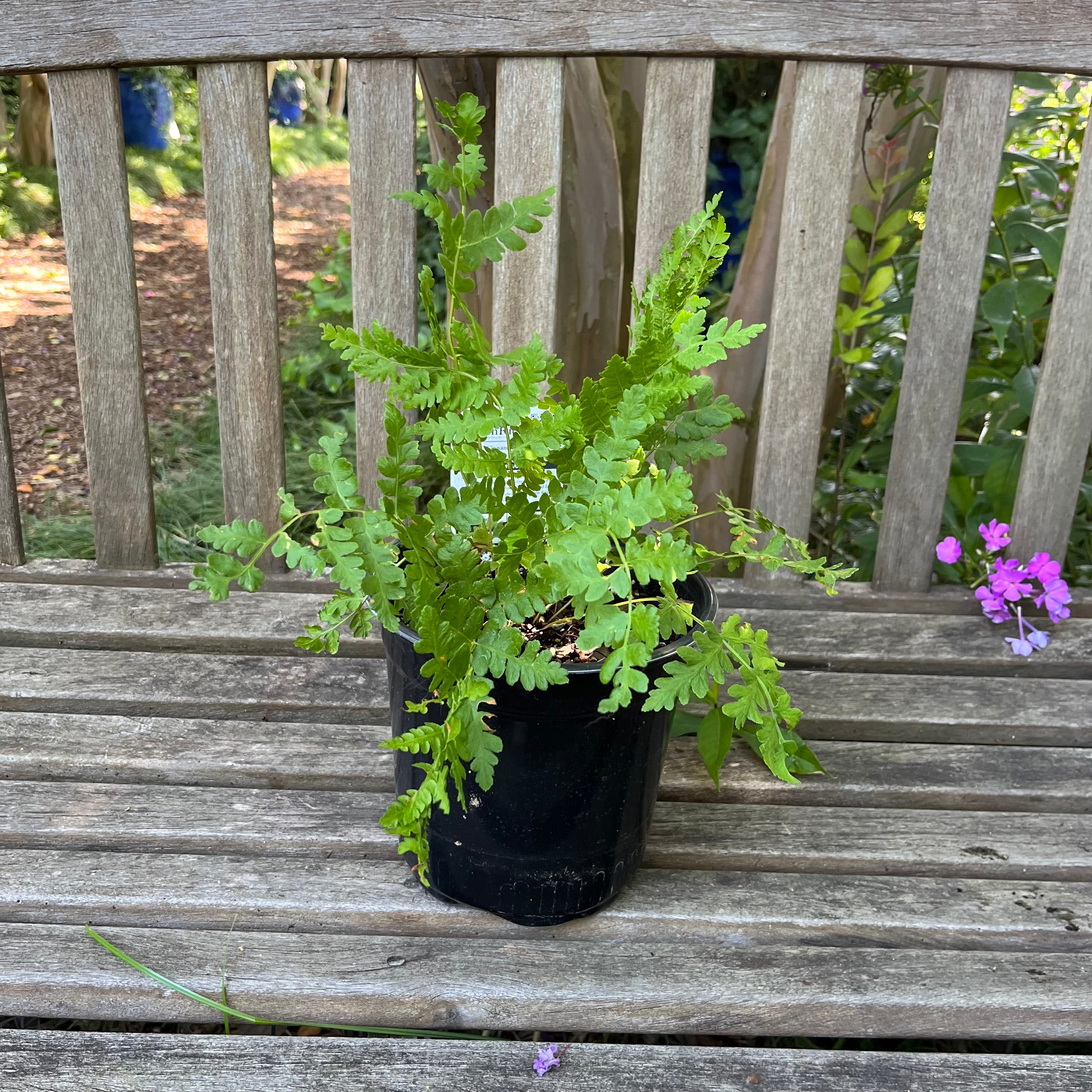 Cinnamon Fern