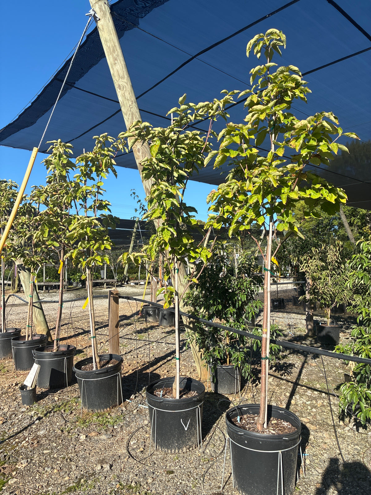 Venus Dogwood