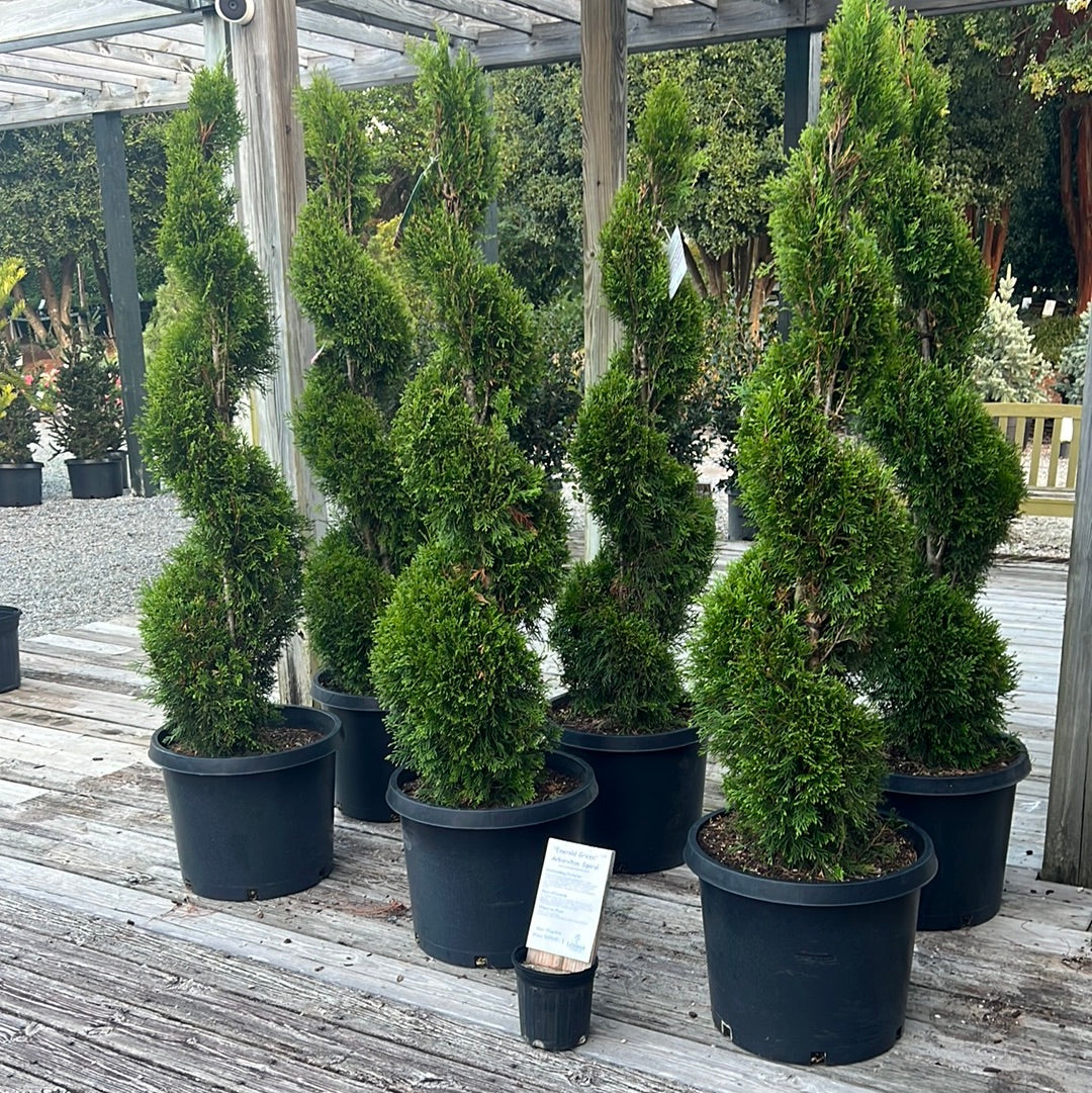 Emerald Green Arborvitae Topiary