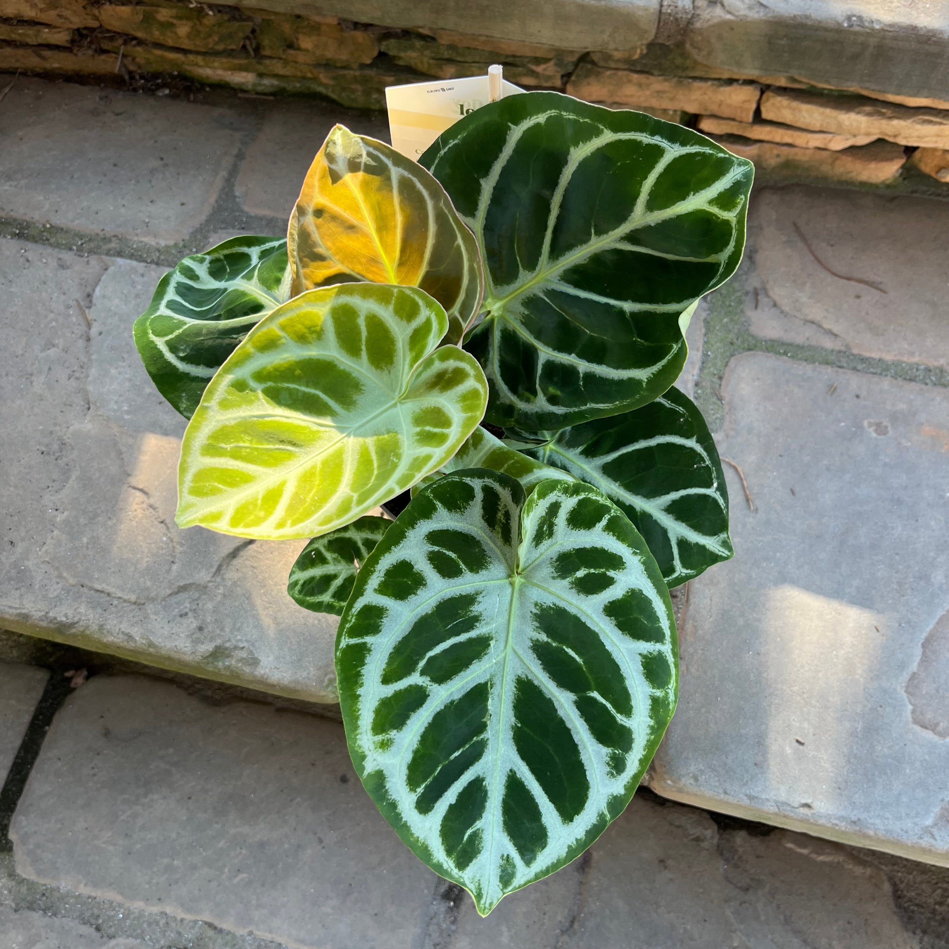 anthurium yellow leaves Heart's Desire Anthurium – Lichtenfelt's