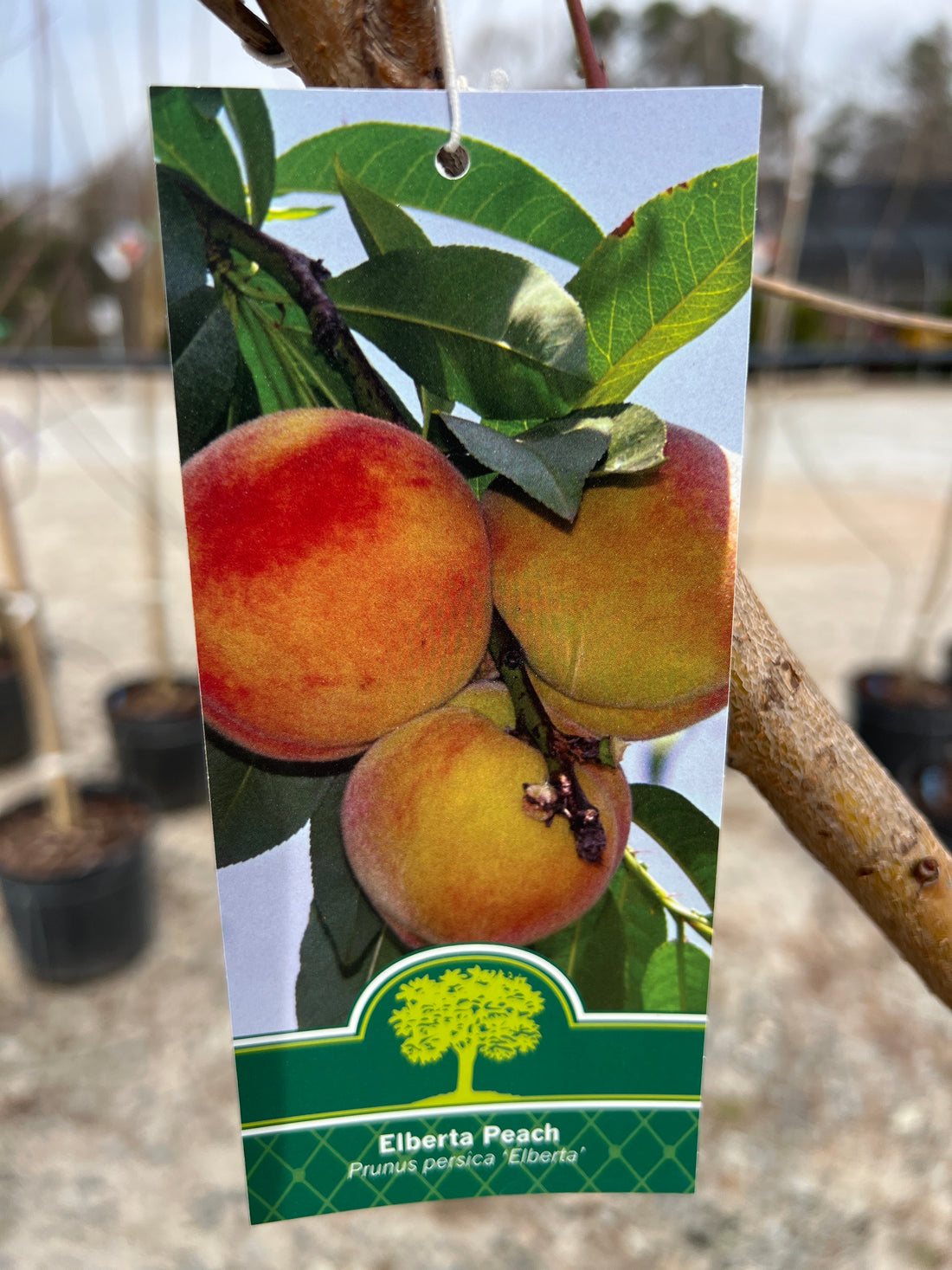 Elberta Peach