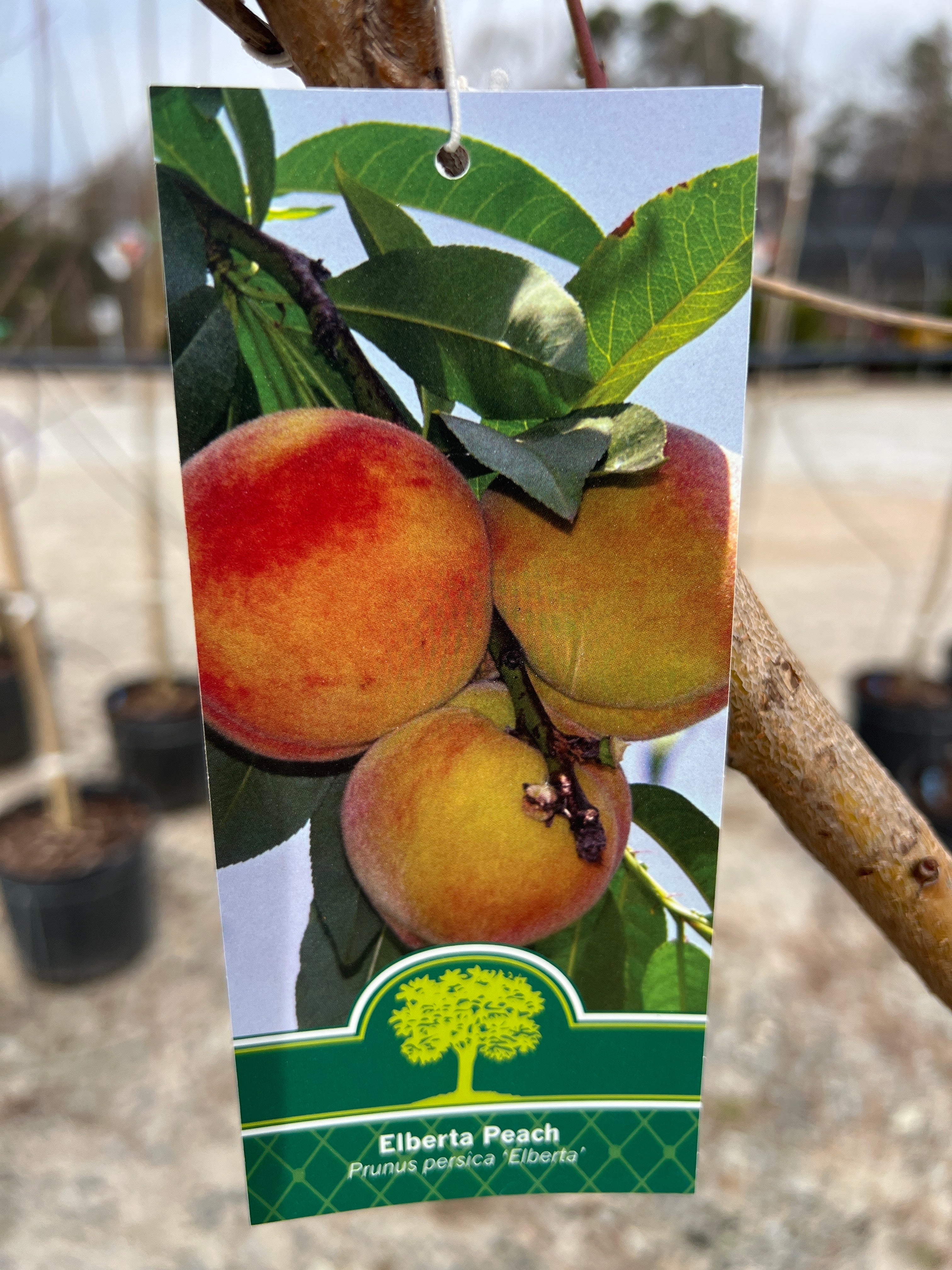 Elberta Peach