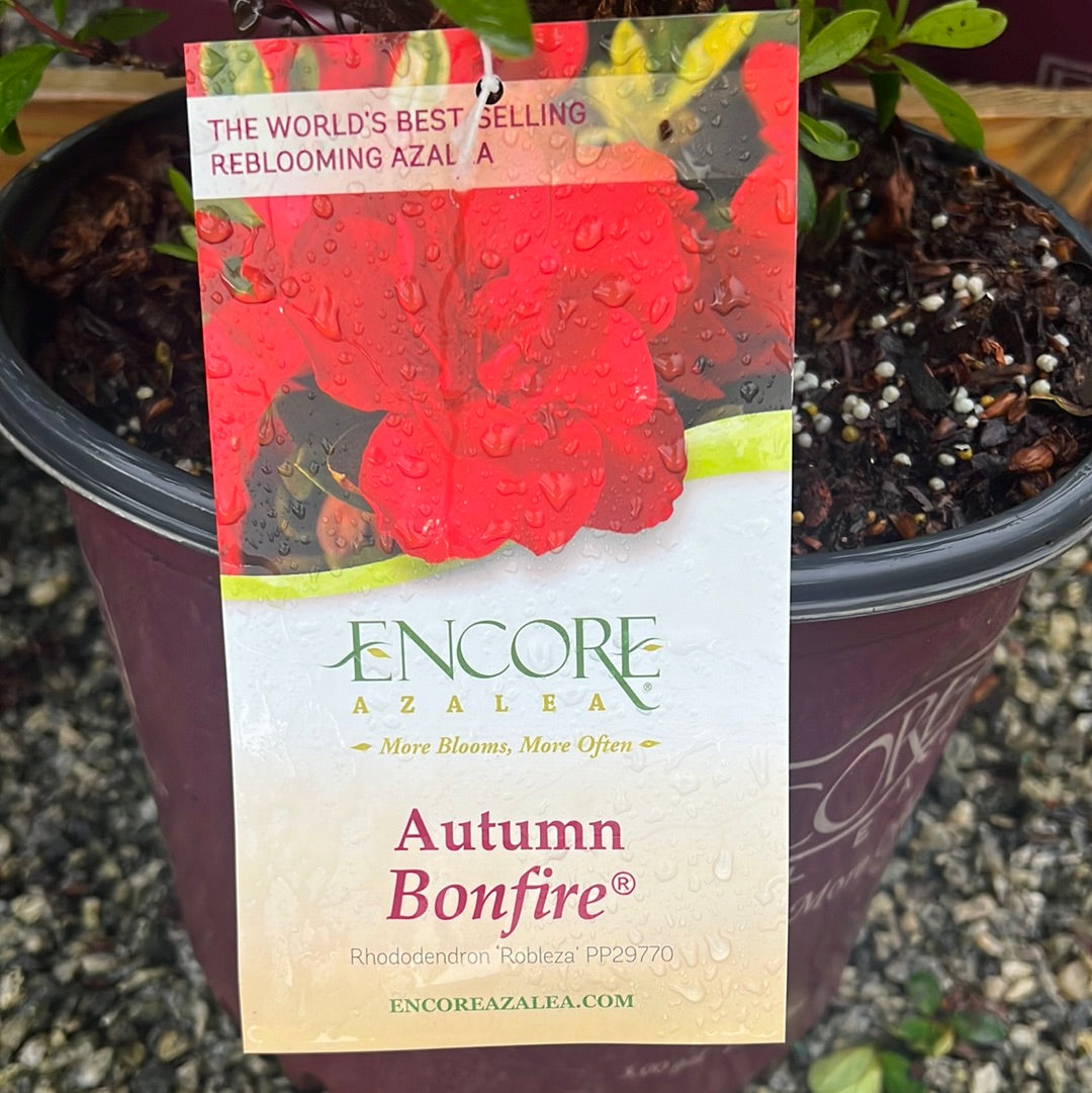 Autumn Bonfire Encore Azalea 2&3 Gal