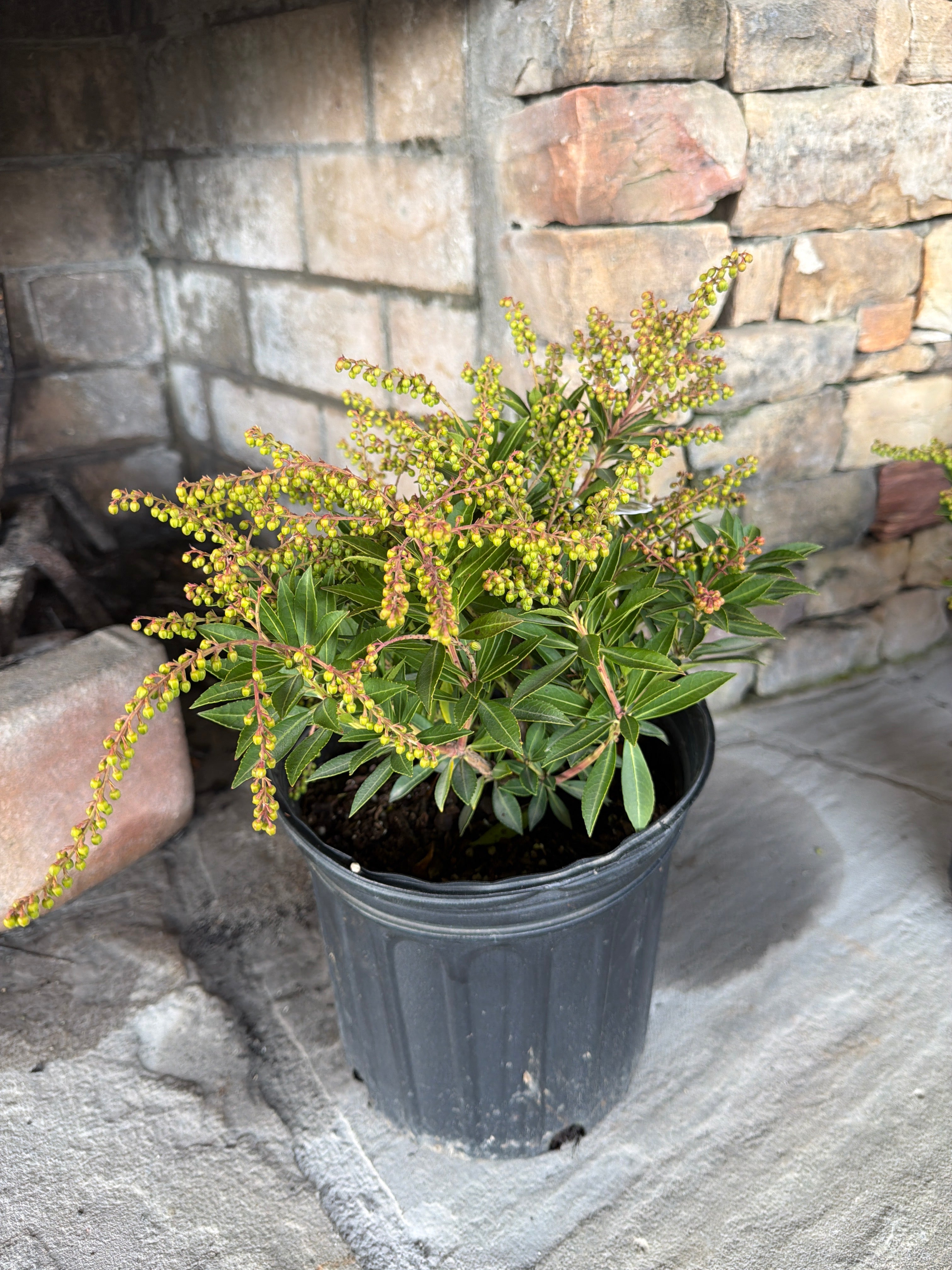 Prelude Pieris