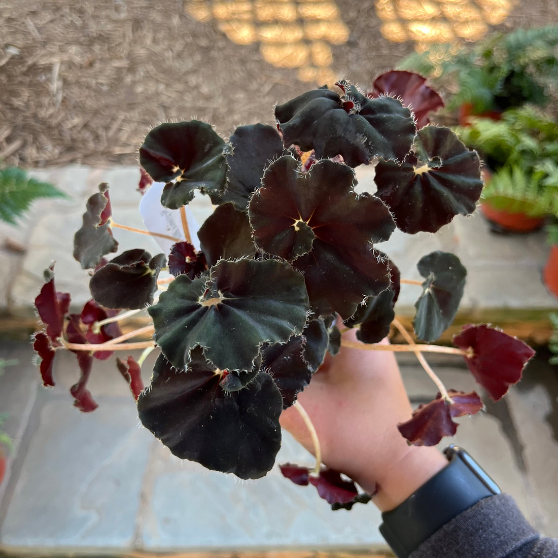 Black Mamba Begonia