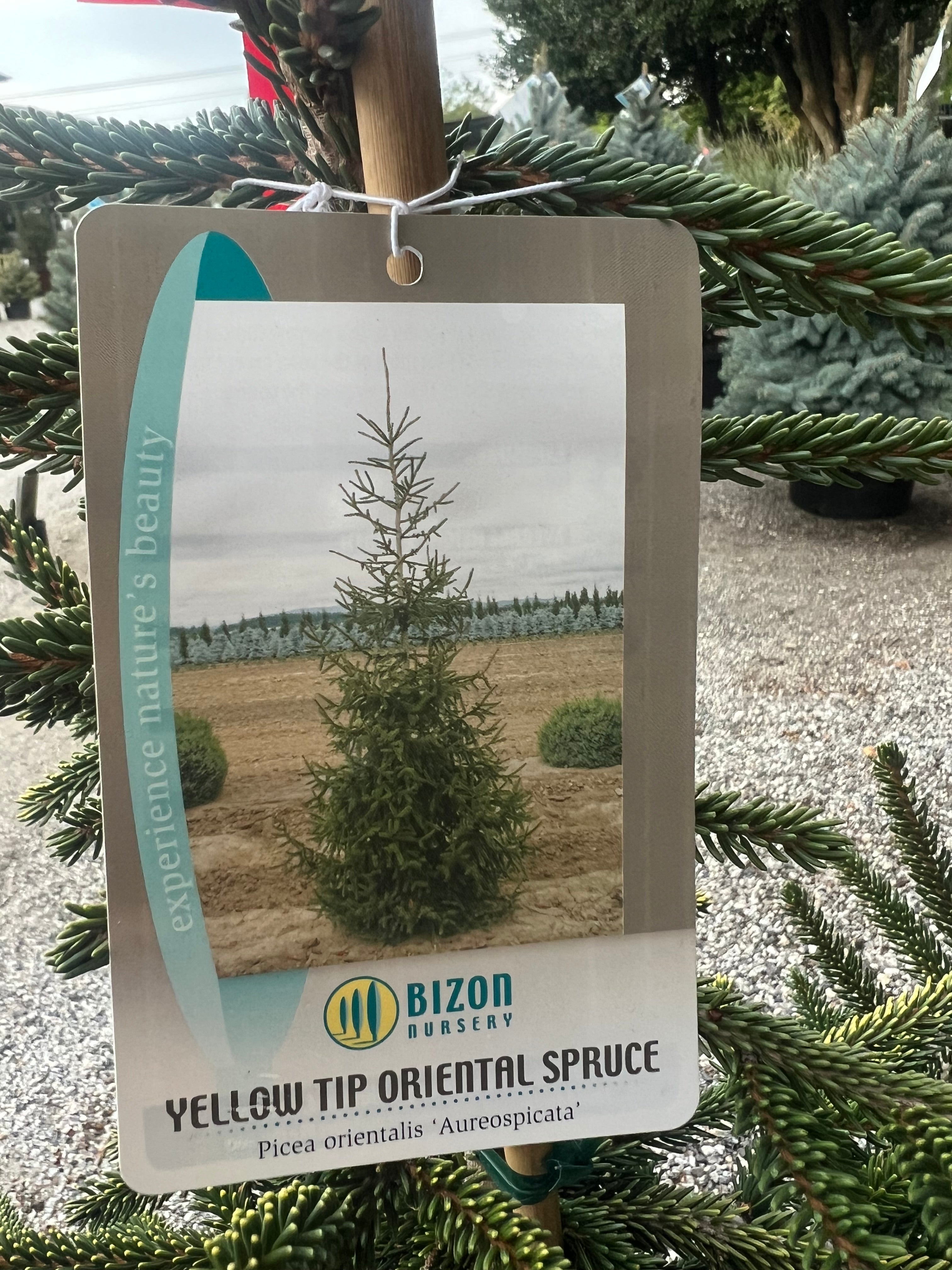 Aureospicata Oriental Spruce